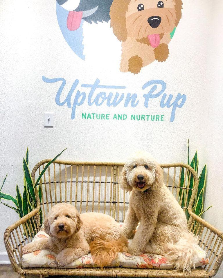 Uptown Pup Healthy Pet Food & Self Wash - Pet groomer in Dallas, TX