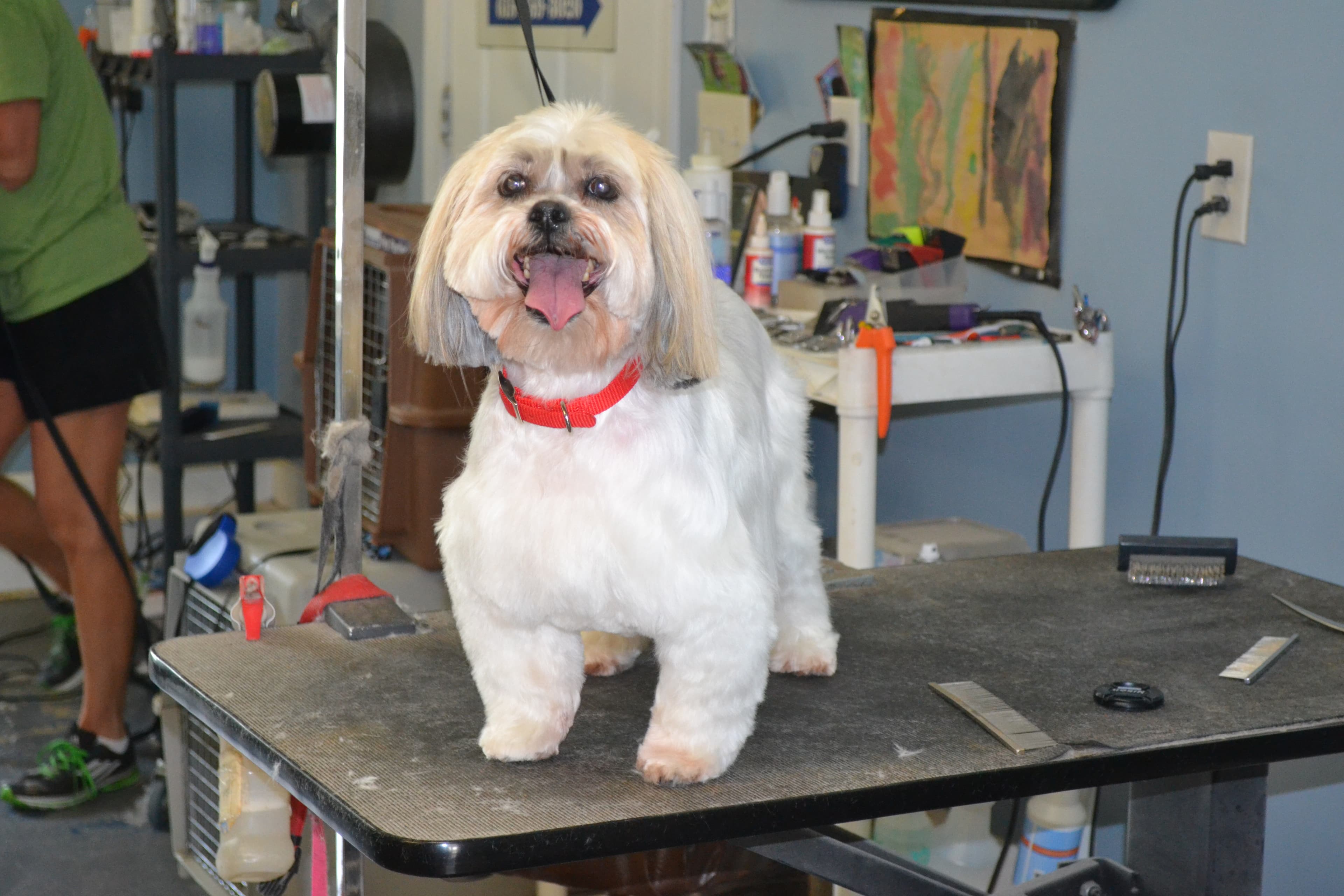Posh Pets Dog Grooming - Pet groomer in Smyrna, TN