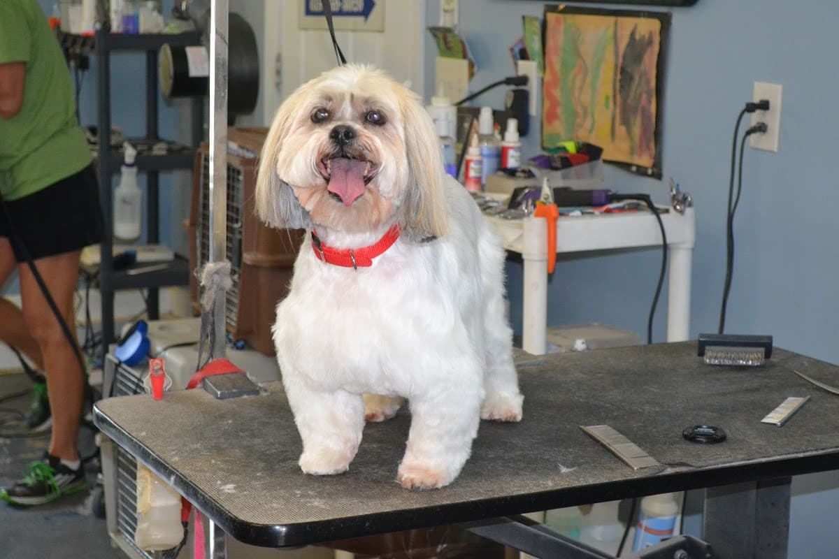 Posh Pets Dog Grooming - Pet groomer in Smyrna, TN