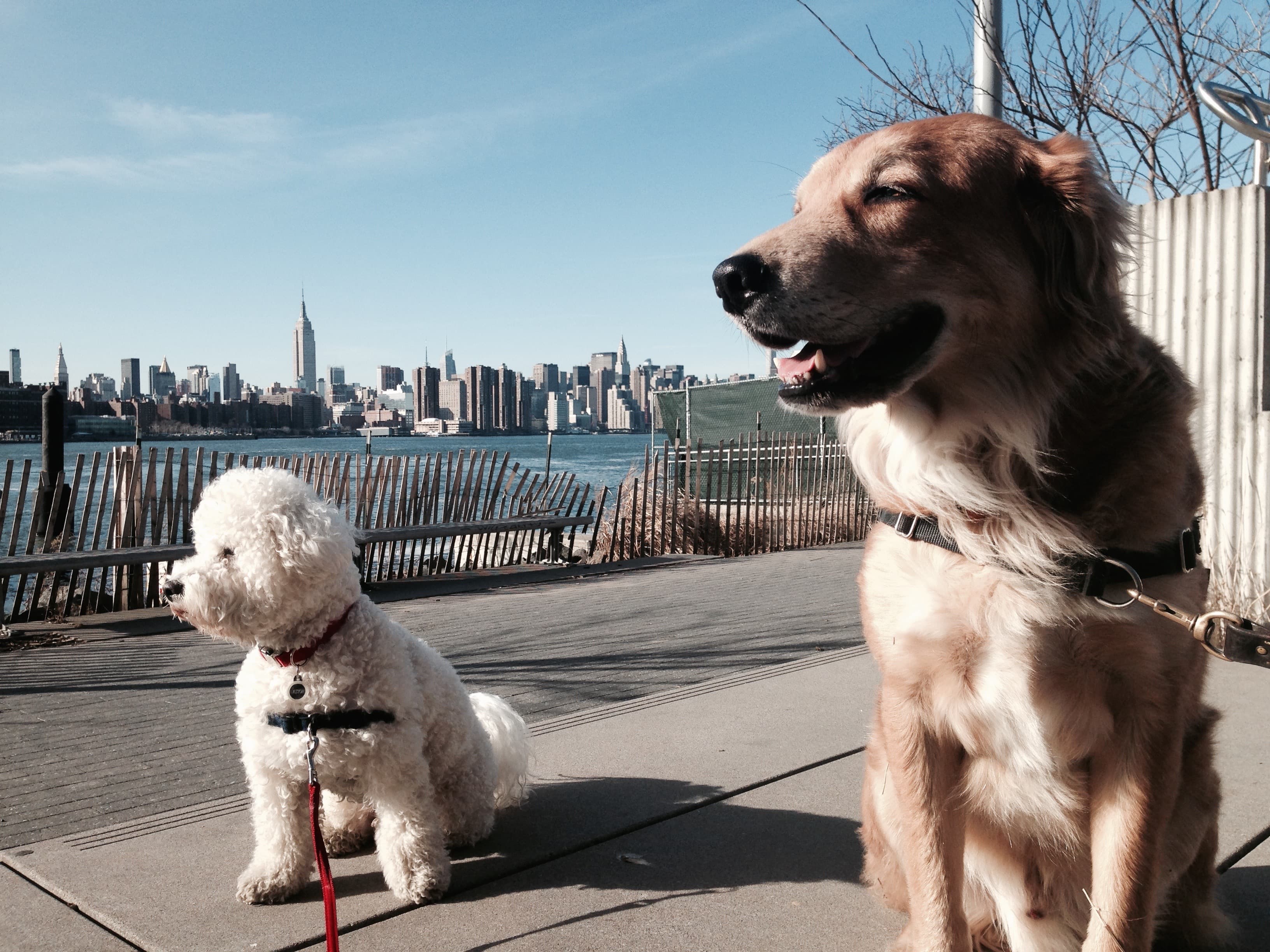 Brooklyn Bark - Pet groomer in Brooklyn, NY