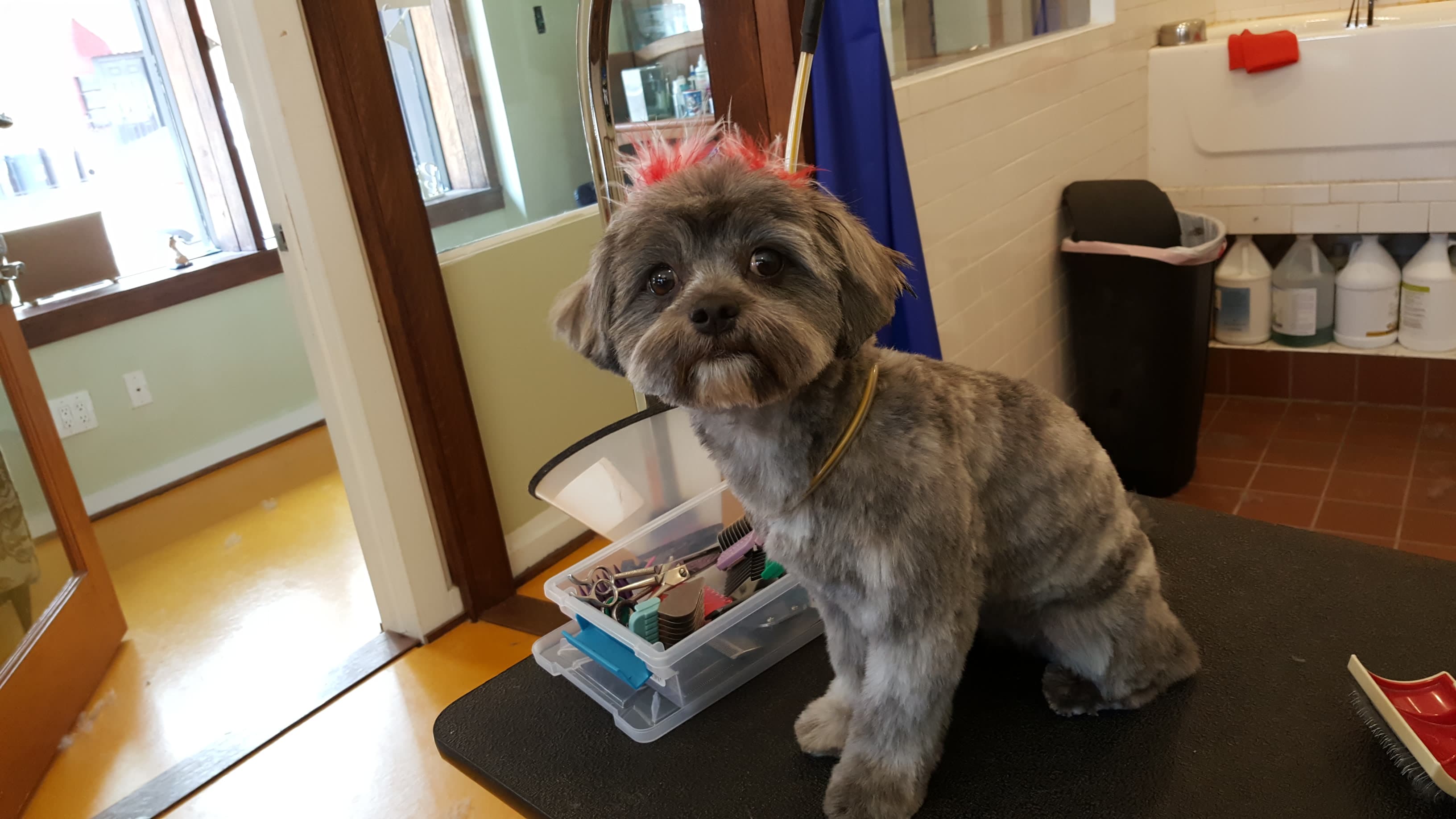 Shaggie Pets Grooming Salon - Pet groomer in Brooklyn, NY