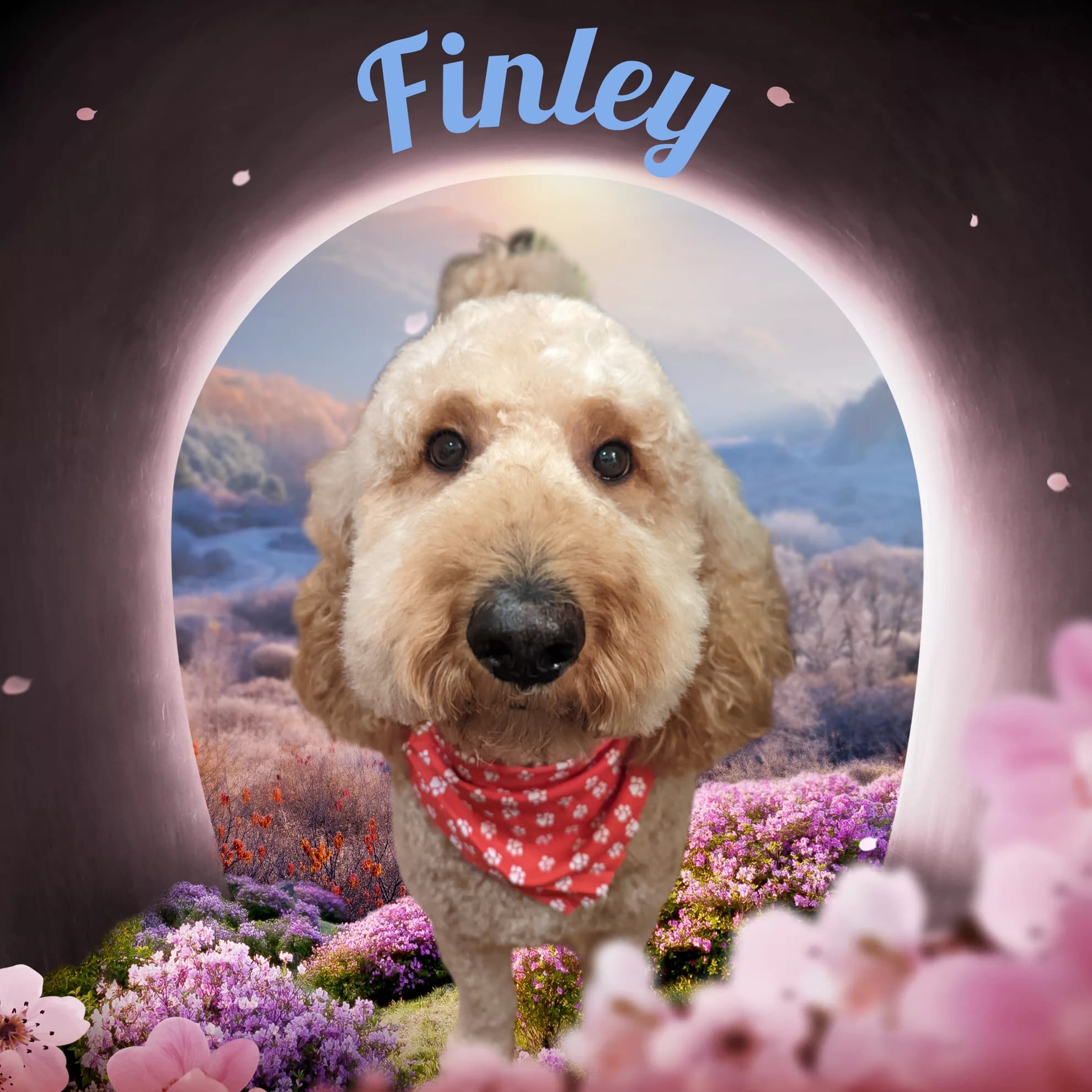 Rachael's Grooming Avenue - Pet groomer in Portland, OR