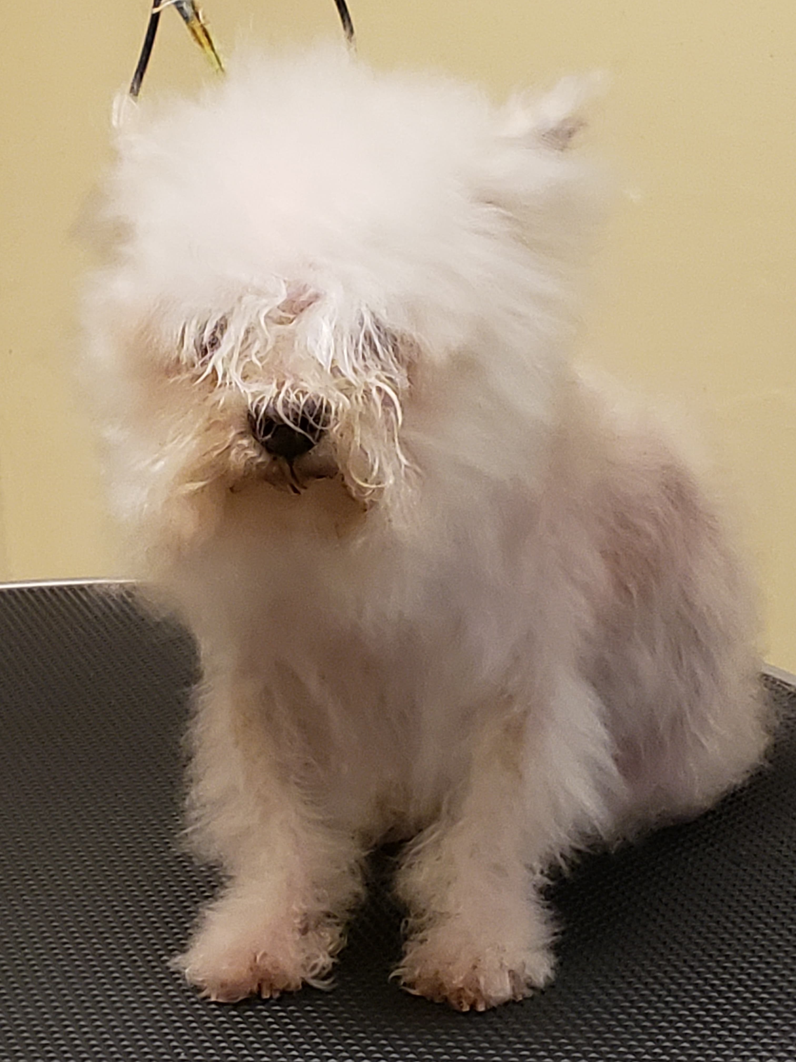 Grandma's Dog House - Pet groomer in Tempe, AZ