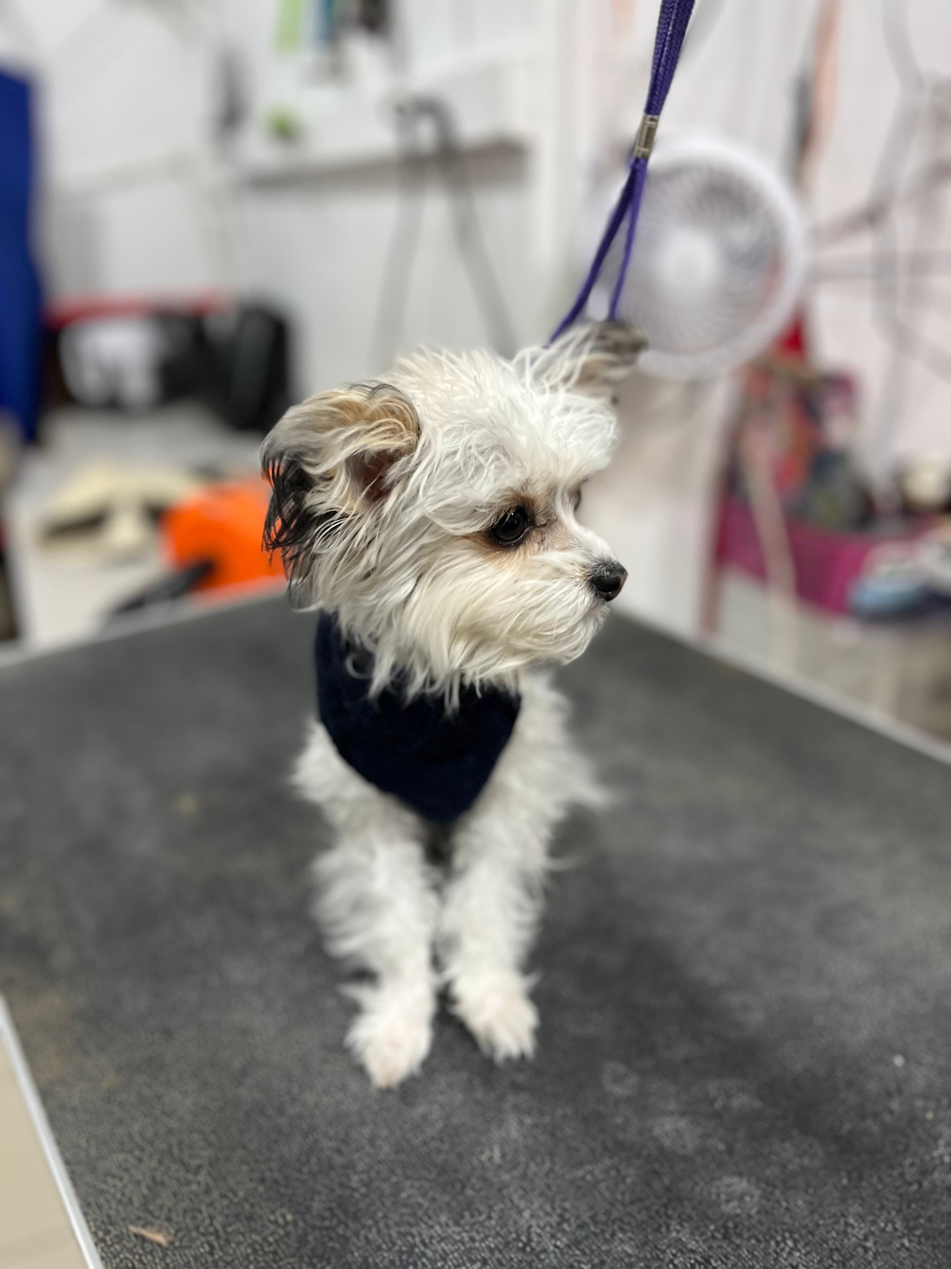 PetzStar Grooming - Pet groomer in Astoria, NY