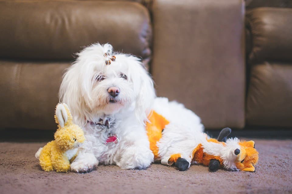 Vinings Important Pets - Pet groomer in Atlanta, GA