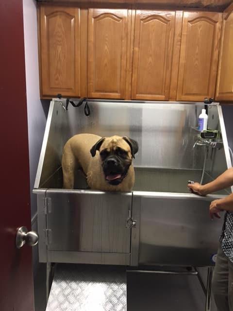 My Best Buddies - Pet groomer in Brooklyn, NY