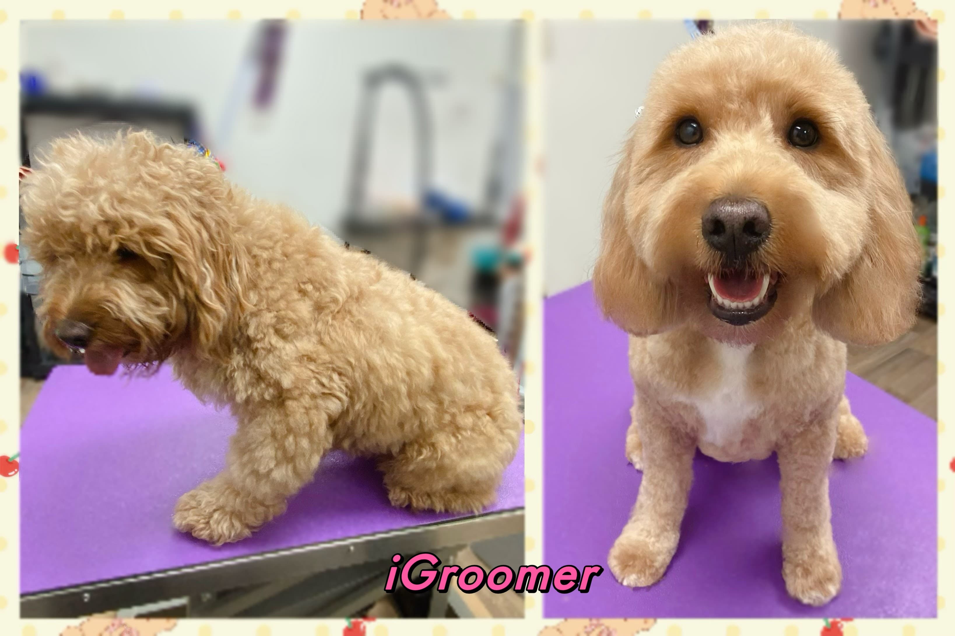 iGroomer Pet Salon & Spa - Pet groomer in Cincinnati, OH