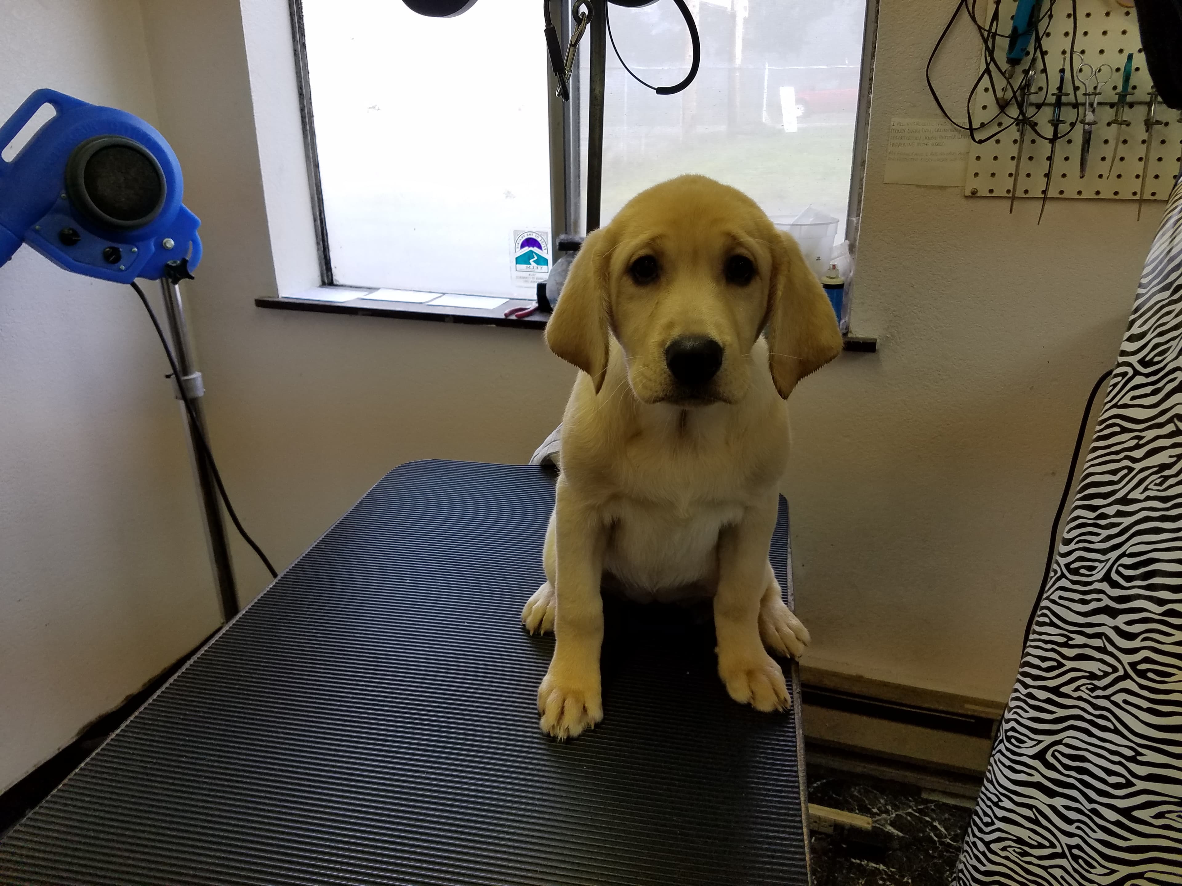 Four Paws Pet Grooming - Pet groomer in Yelm, WA