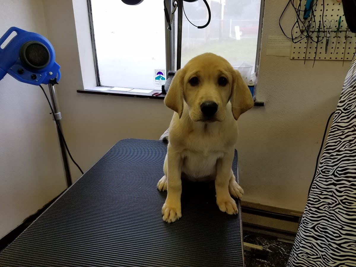 Four Paws Pet Grooming - Pet groomer in Yelm, WA