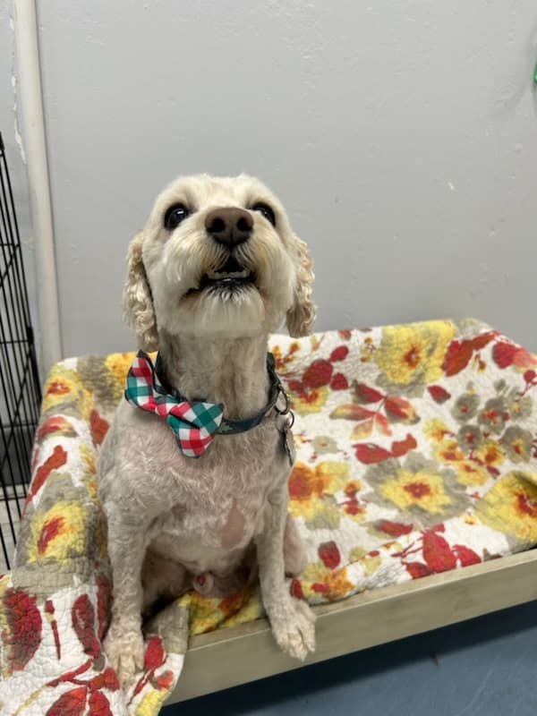 Uptown Pet Spa Scottsdale - Pet groomer in Scottsdale, AZ