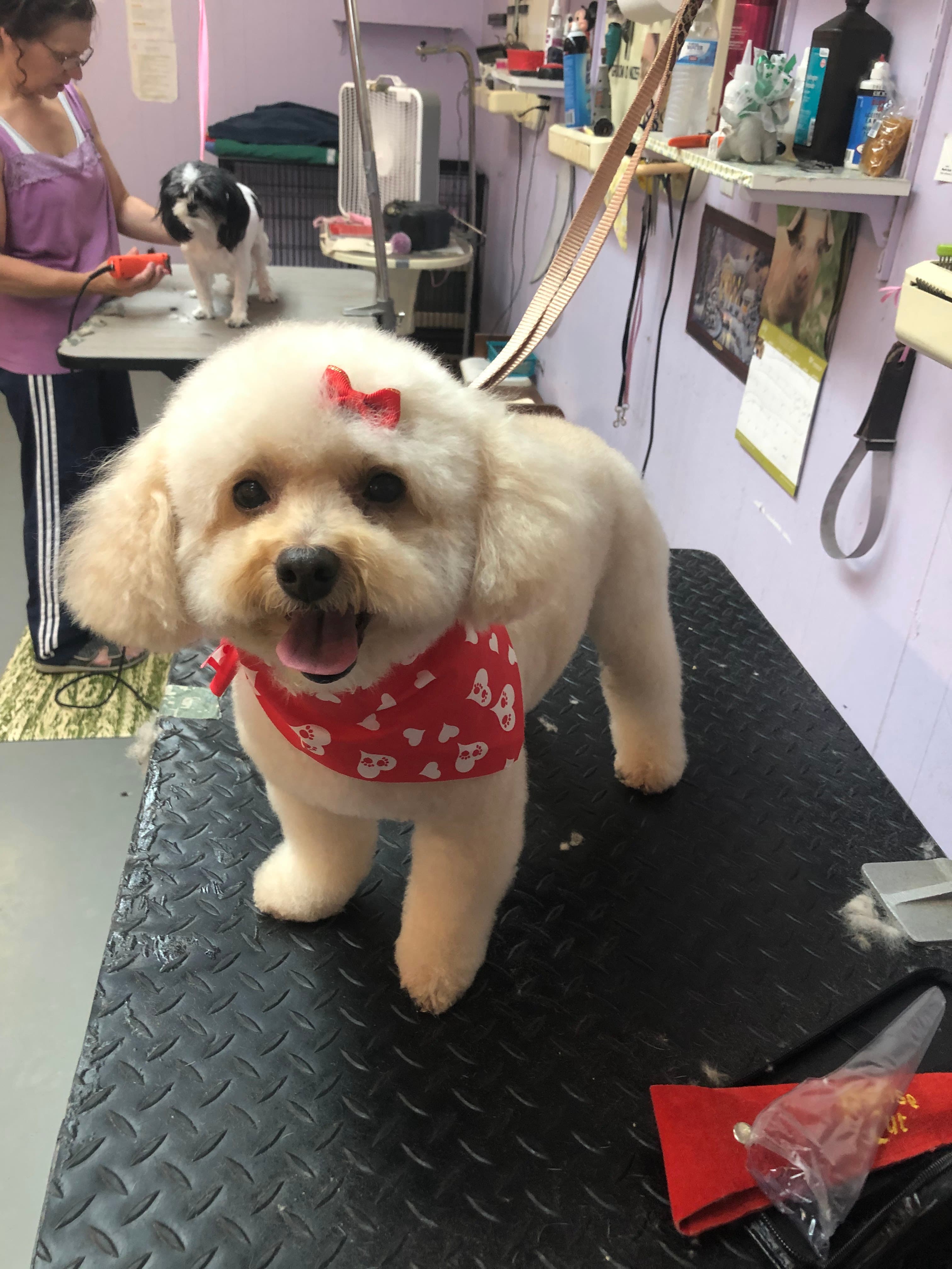 Beauty In the Beast Grooming - Pet groomer in Cleveland, OH
