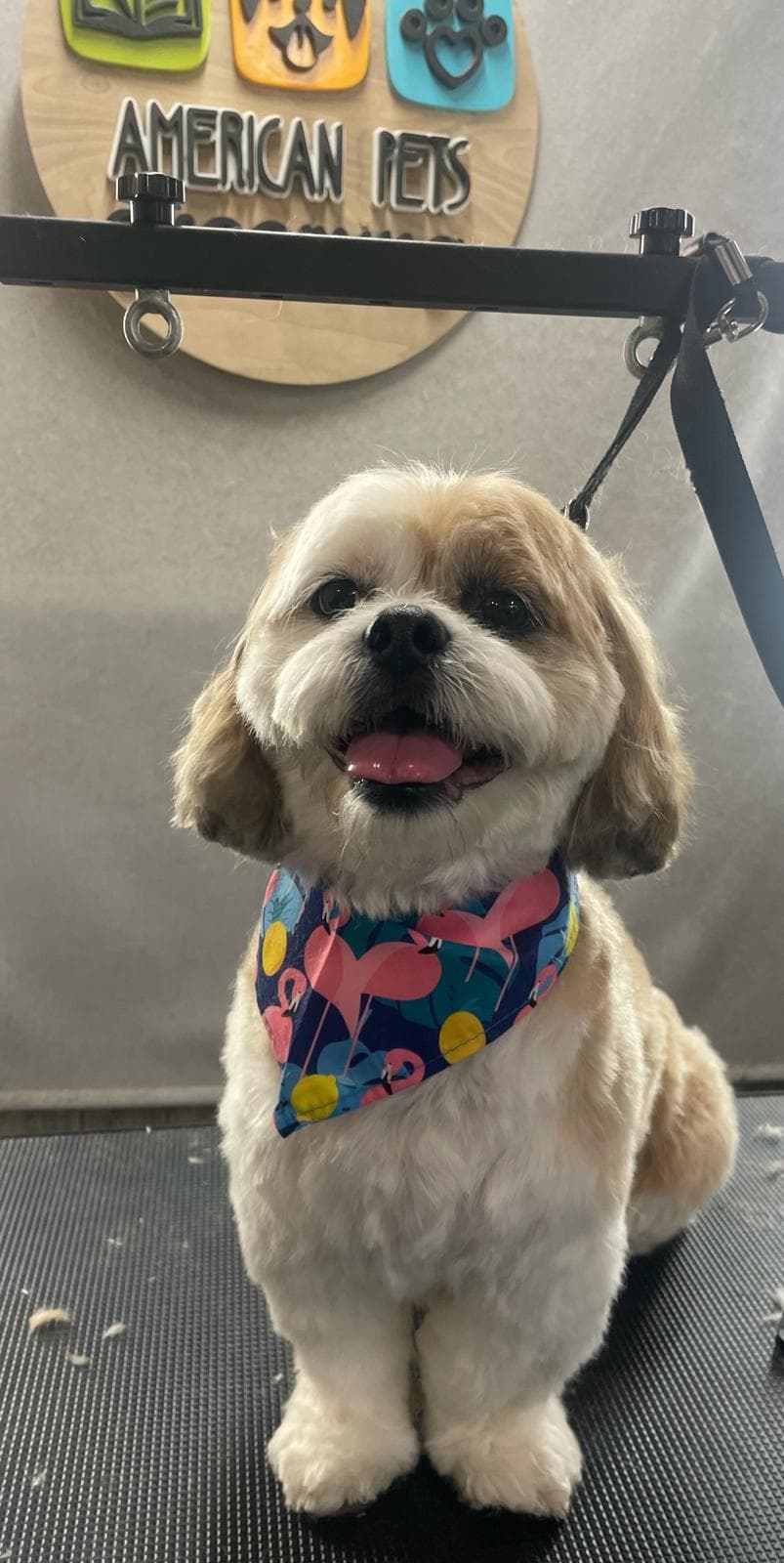 American Pets Grooming - Pet groomer in Orlando, FL