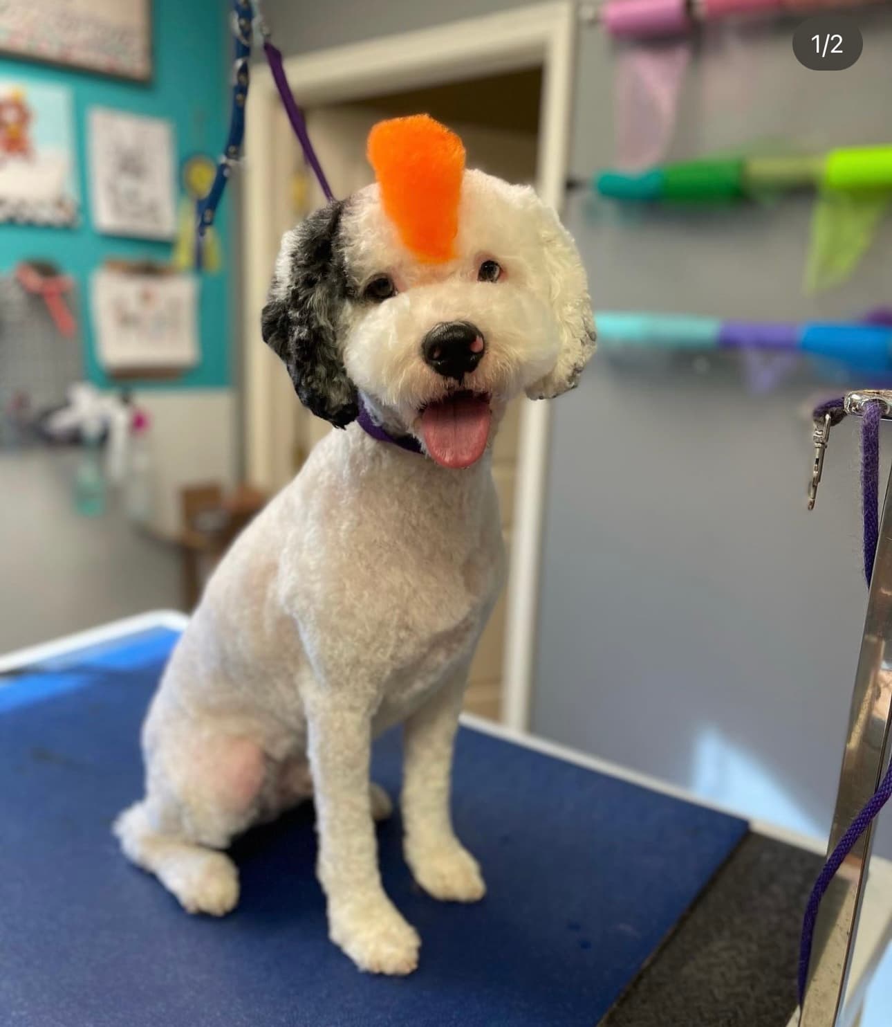 Quinny's Pet Grooming - Pet groomer in Denver, CO