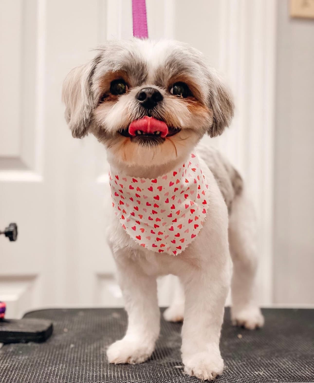 Kibble Pet Grooming | Preston Center - Pet groomer in Dallas, TX