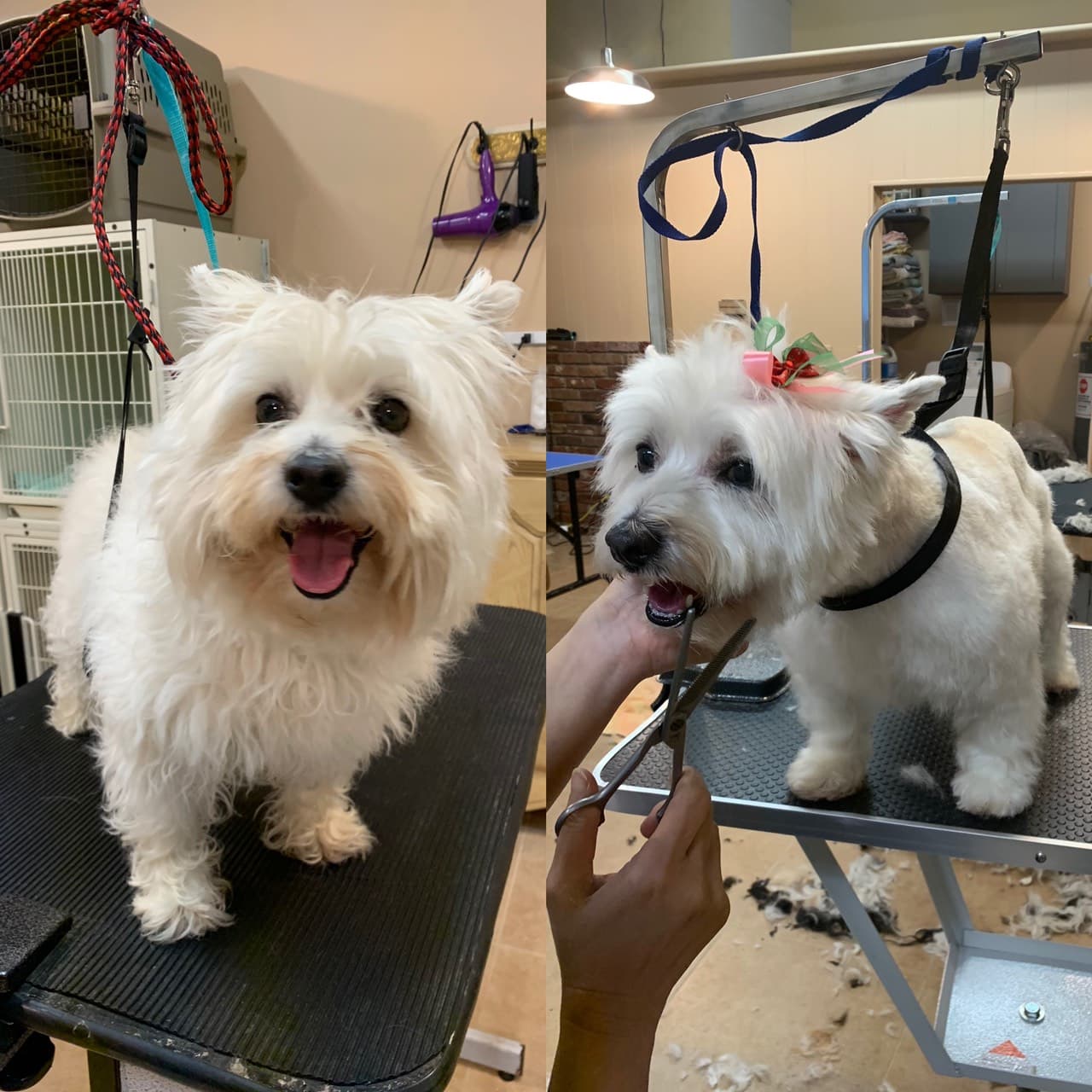 Yappy Dog Pet Grooming - Portland OR - Pet groomer in Portland, OR