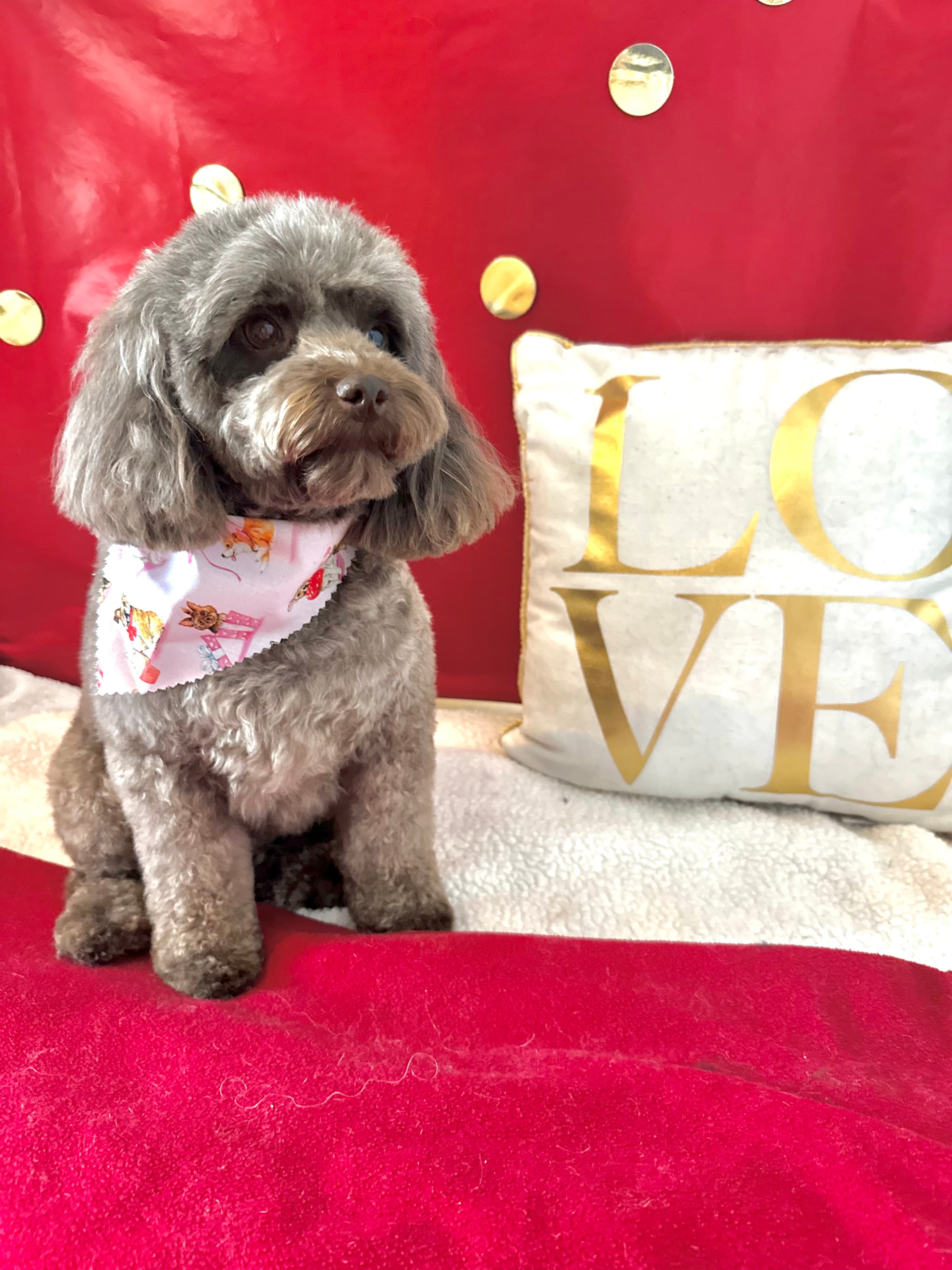 Dog Grooming by Michelle LLC - Pet groomer in West Chester Township, OH