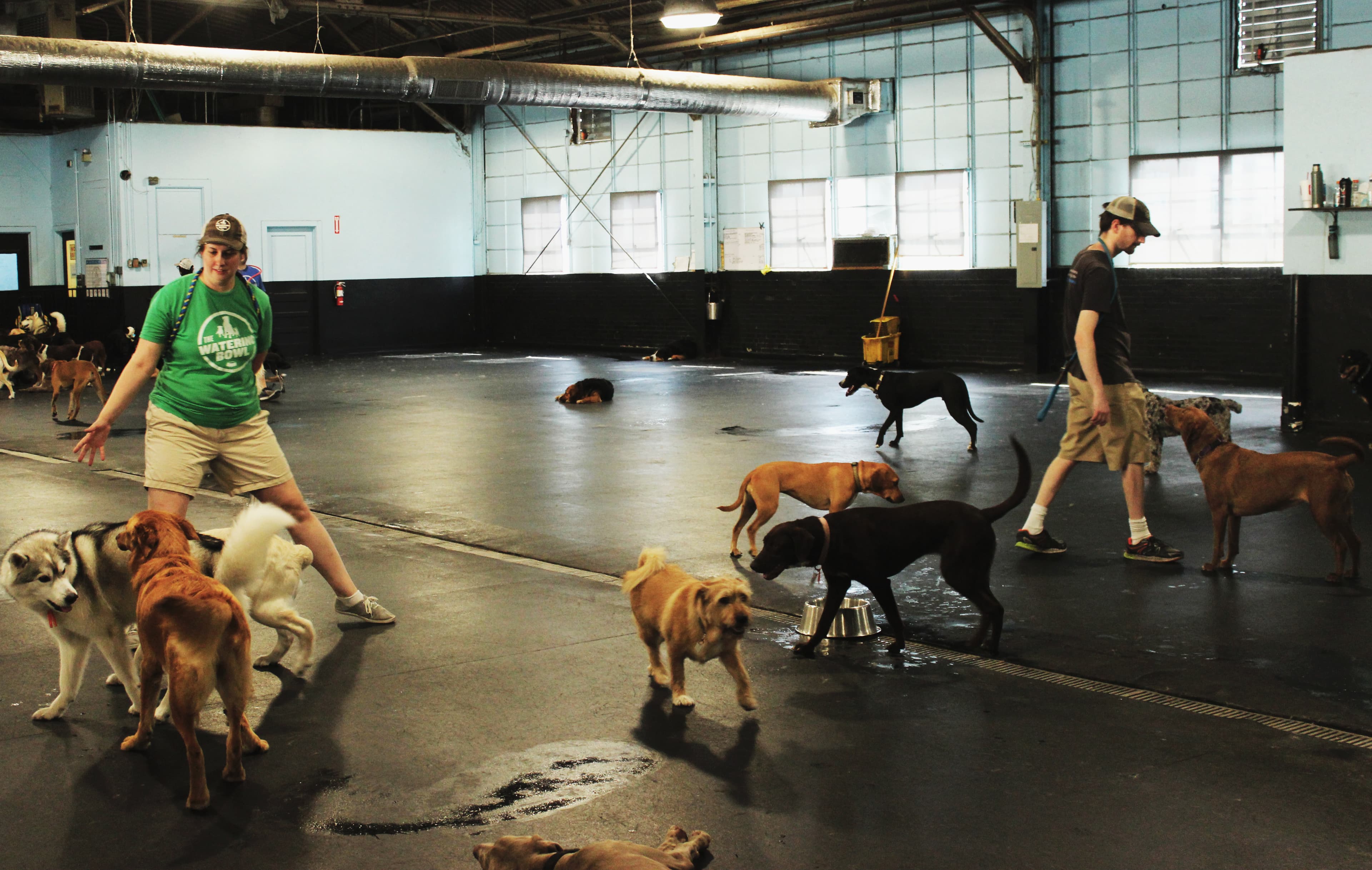 The Watering Bowl - Pet groomer in St. Louis, MO