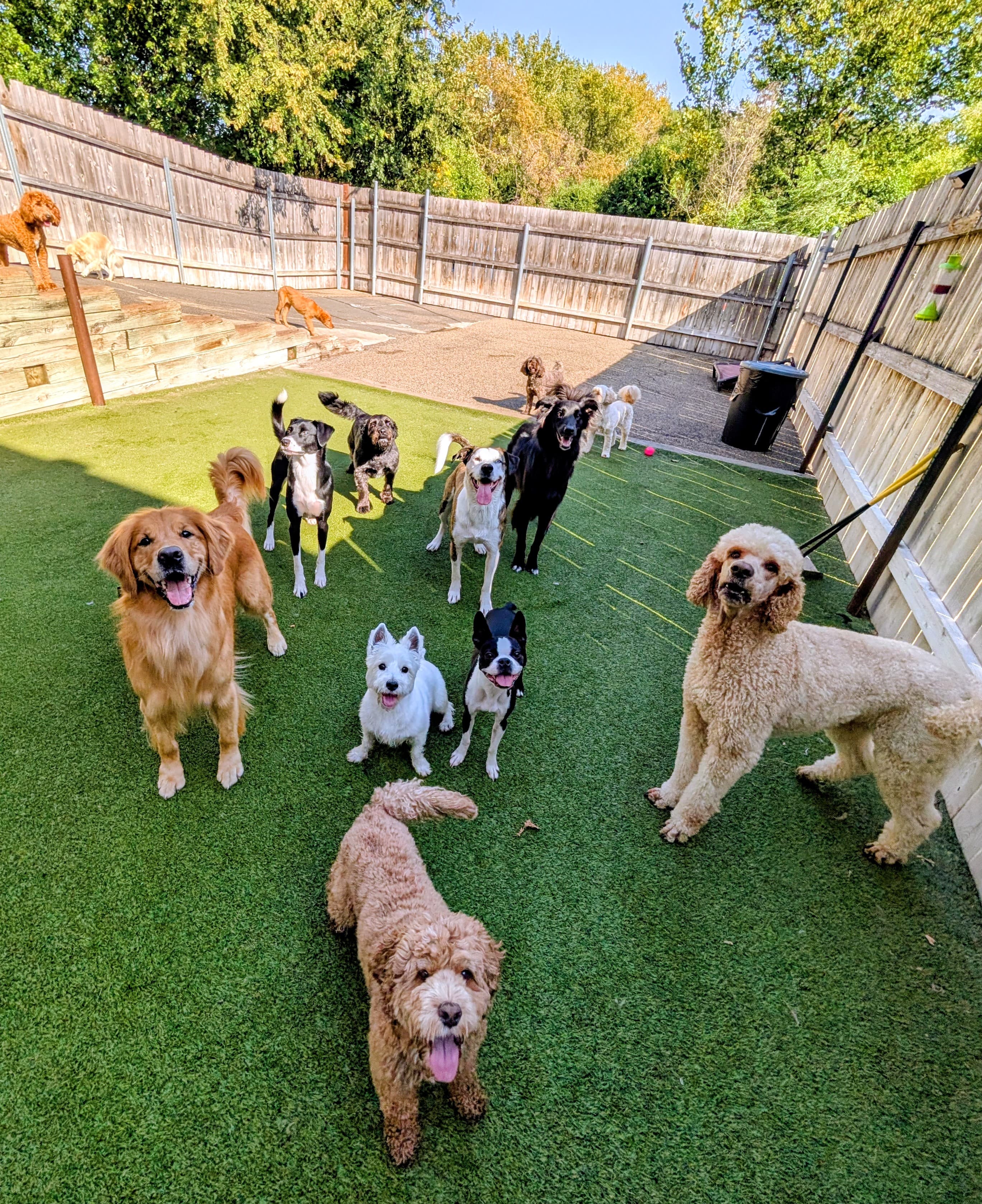 Wag 'n Woofs - Pet groomer in Eden Prairie, MN