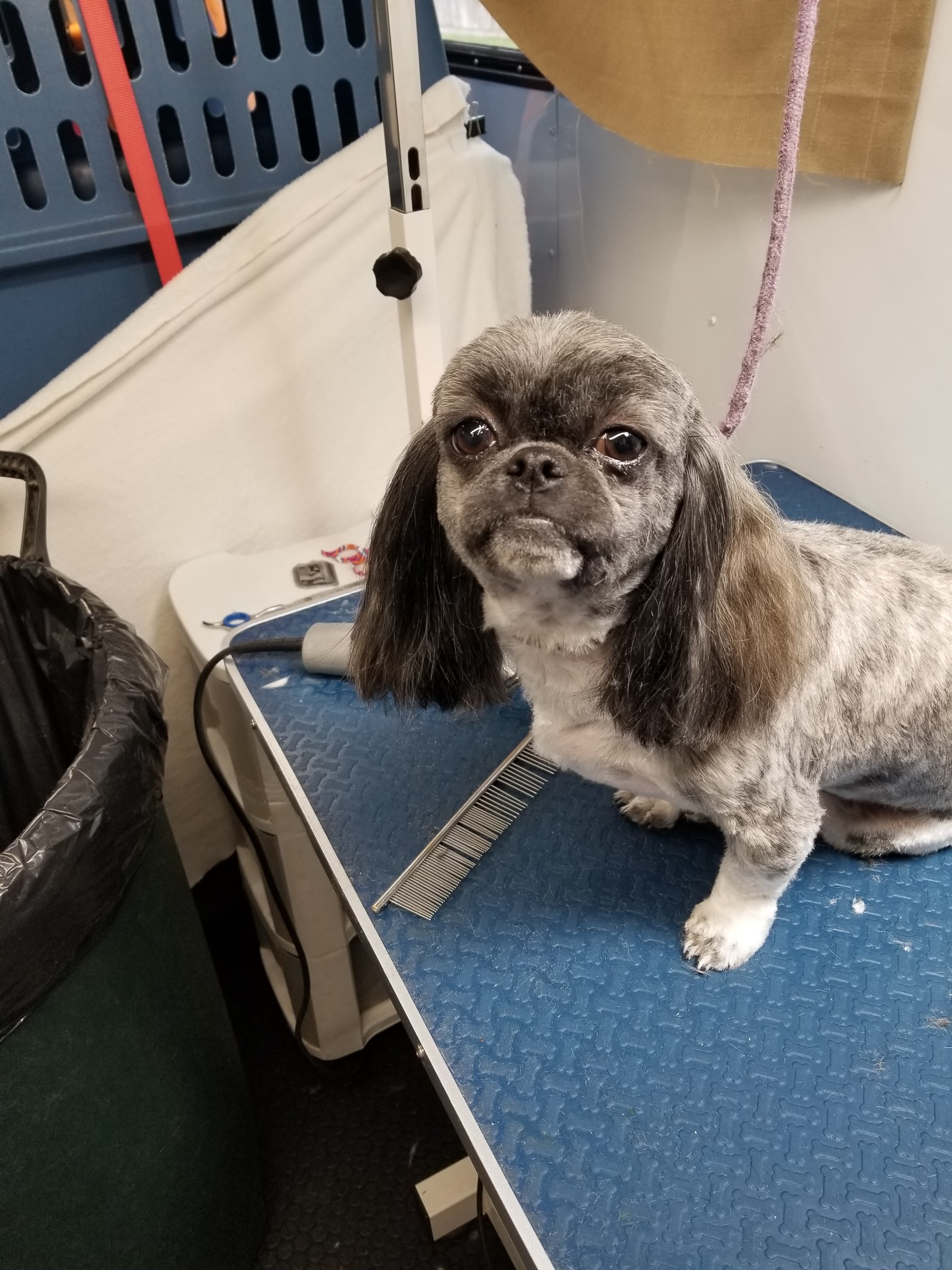 Dazzling Doo's - Pet groomer in San Antonio, TX