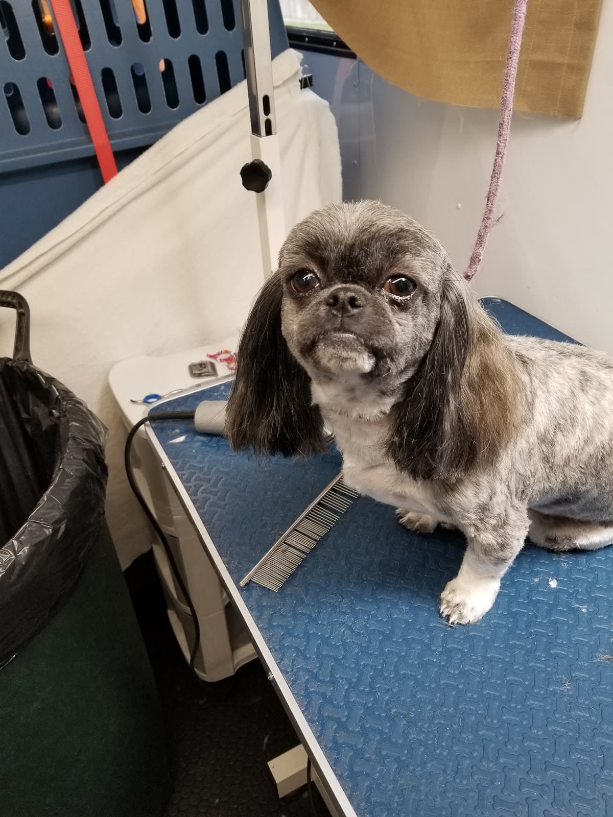 Dazzling Doo's - Pet groomer in San Antonio, TX