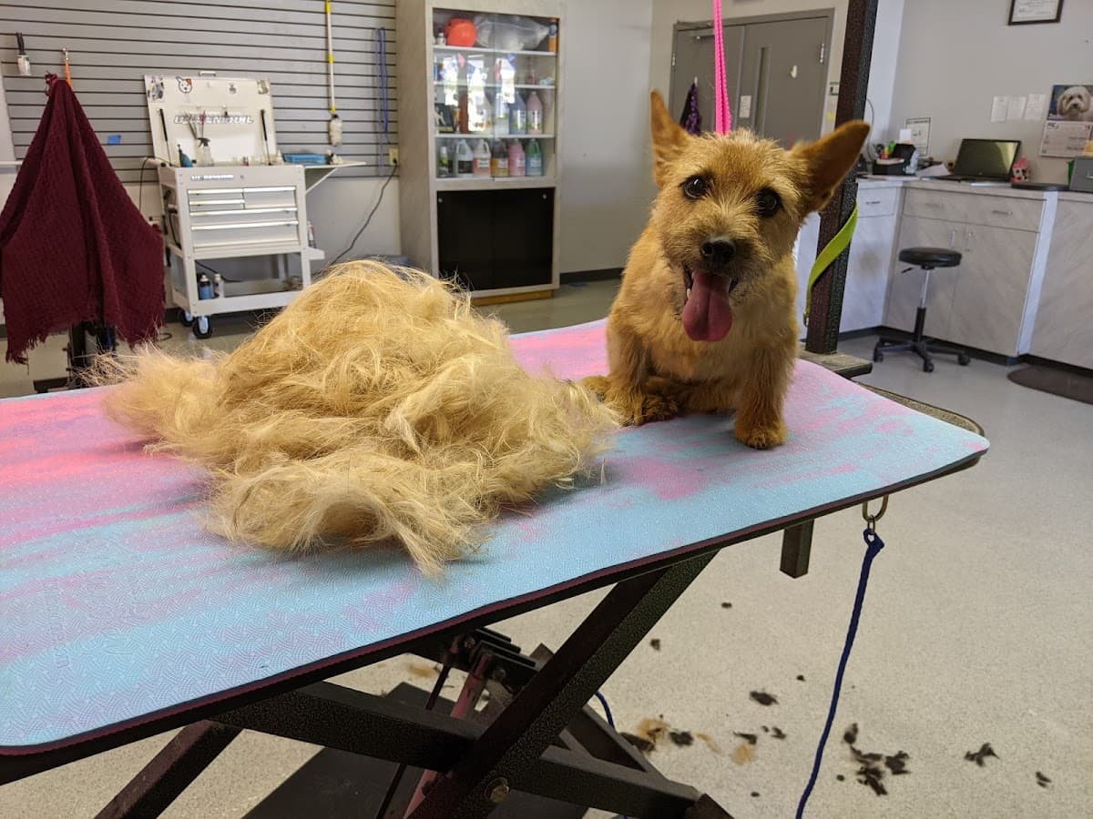 Bretton Ridge Grooming - Pet groomer in North Olmsted, OH