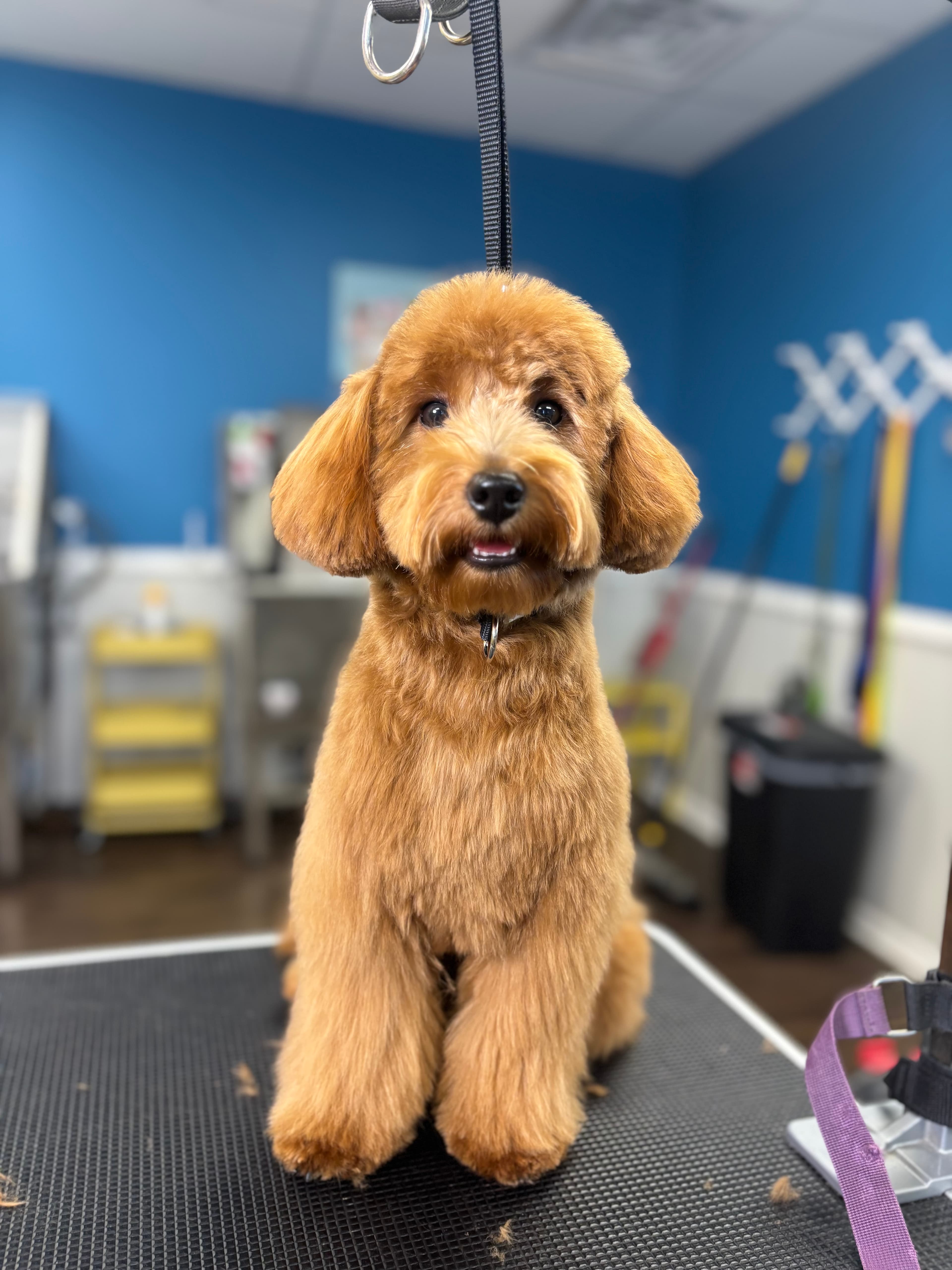 Bark bath & beyond - Pet groomer in Chicago, IL