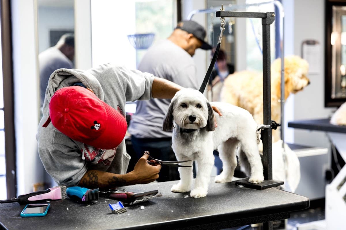 Pup-N-Cuts - Pet groomer in Brookhaven, GA
