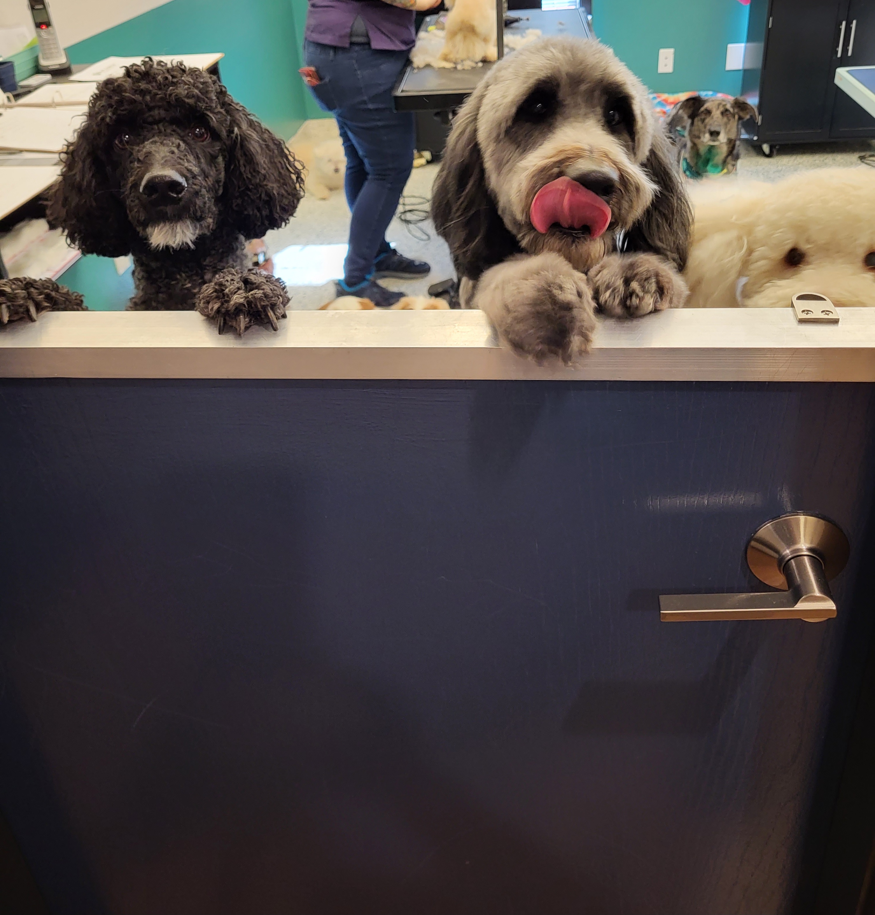 Bark Avenue PDX - Pet groomer in Portland, OR