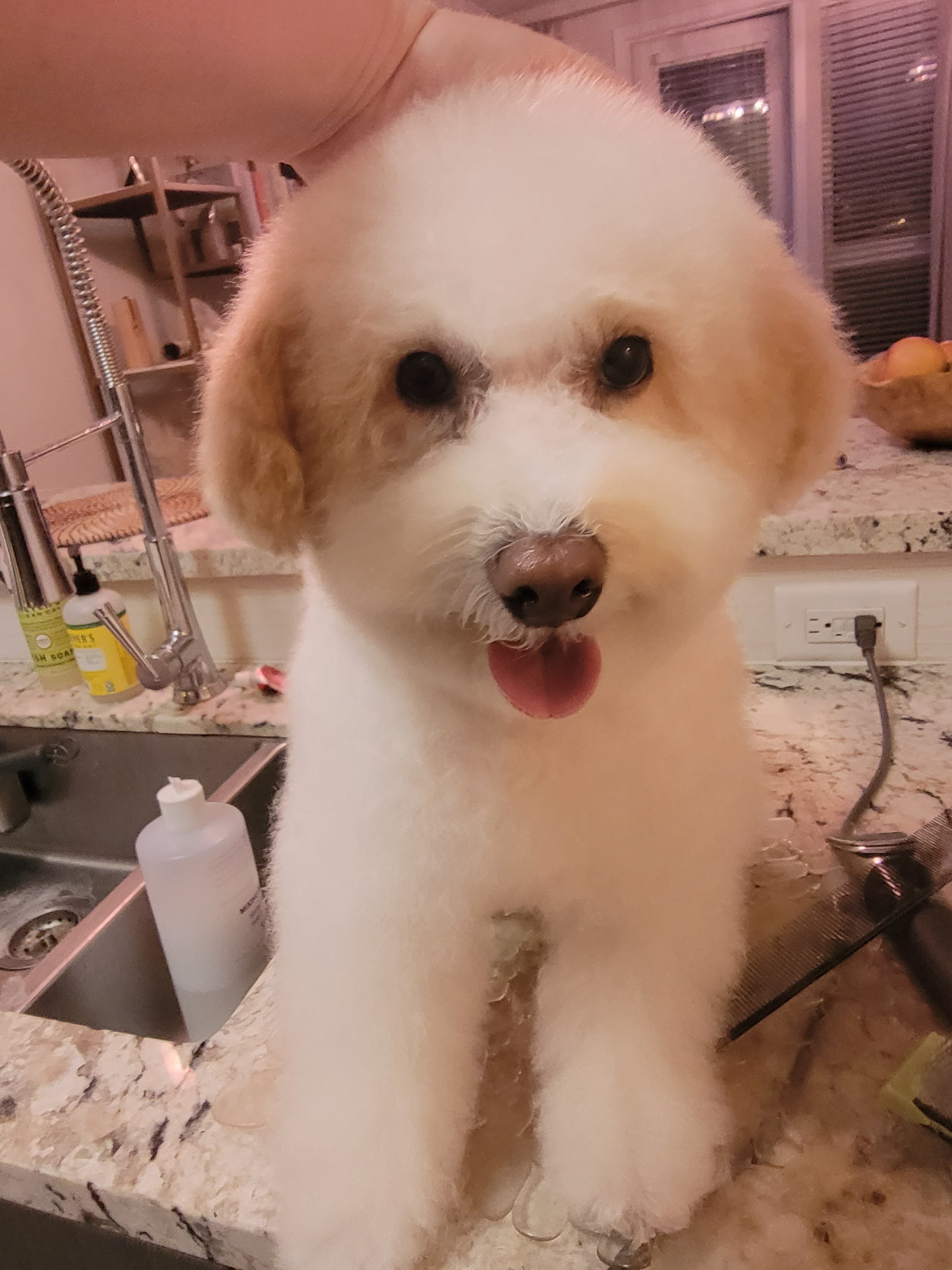 House Call Dog Grooming Service - Dogs For Love - Pet groomer in Los Angeles, CA