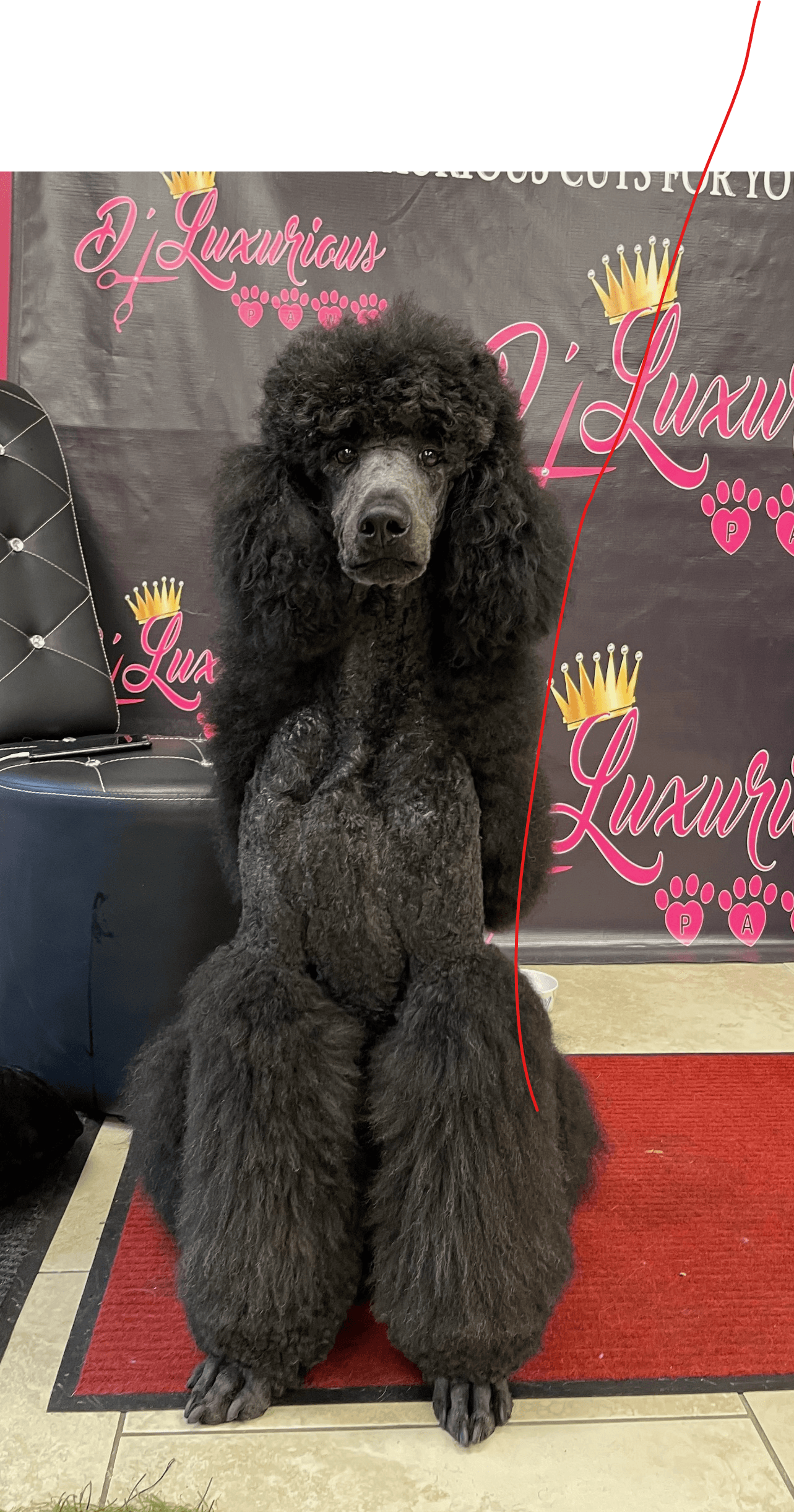 DLuxurious Paws - Pet groomer in Baltimore, MD