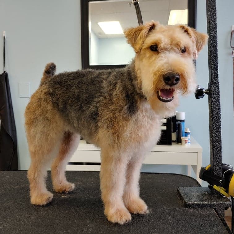 The Groom Crew - Pet groomer in Minneapolis, MN