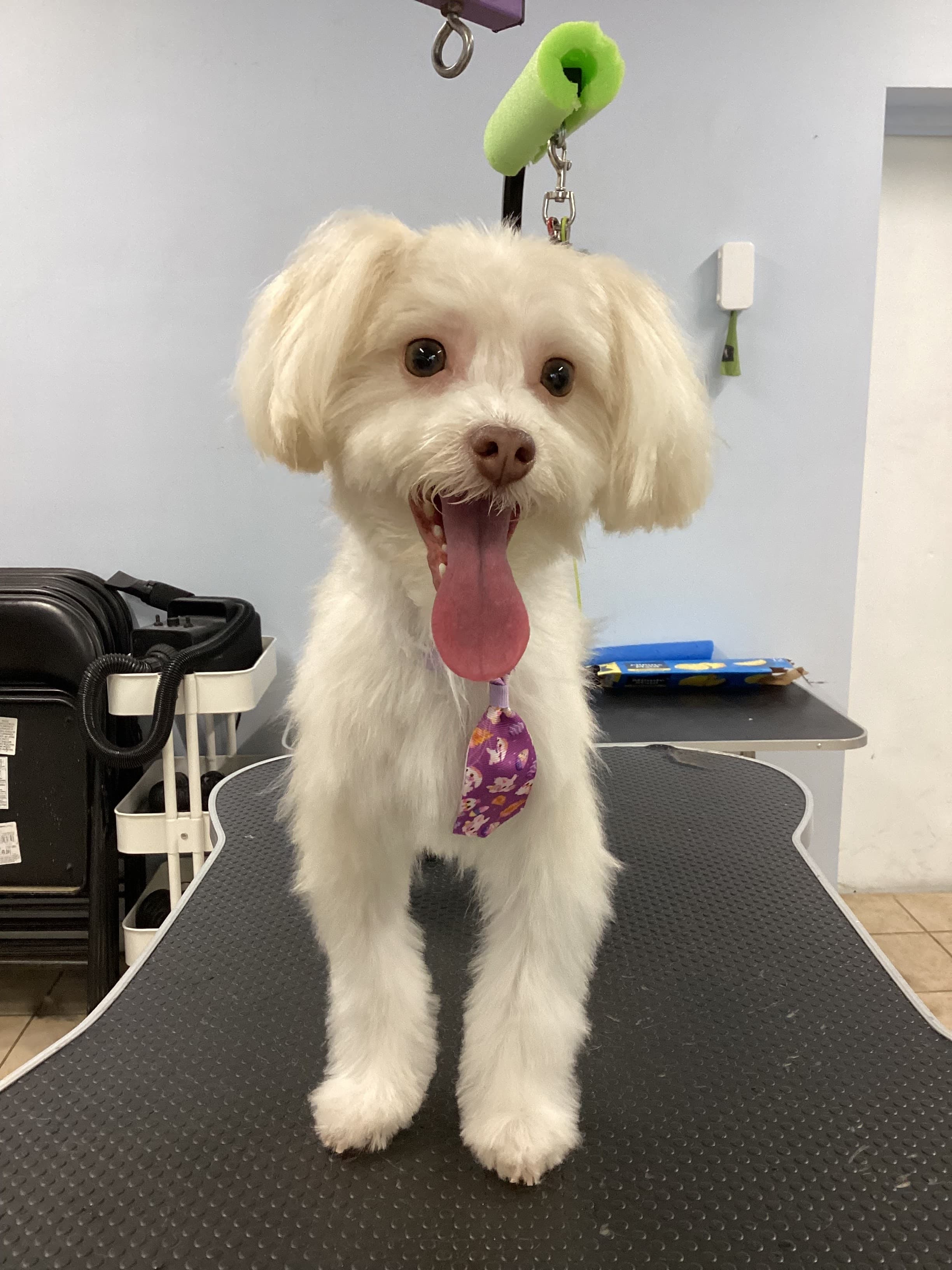 Windy City Pet Parlor - Pet groomer in Chicago, IL