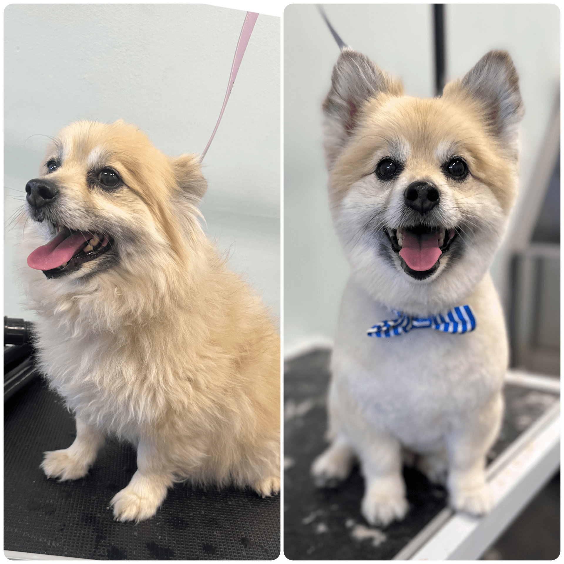 Grooming by Josie - Pet groomer in Tigard, OR