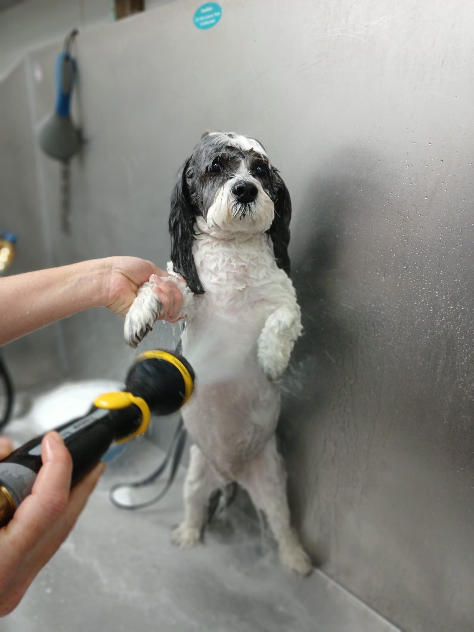 Foxy Fur Grooming Salon - Pet groomer in Cleveland, OH