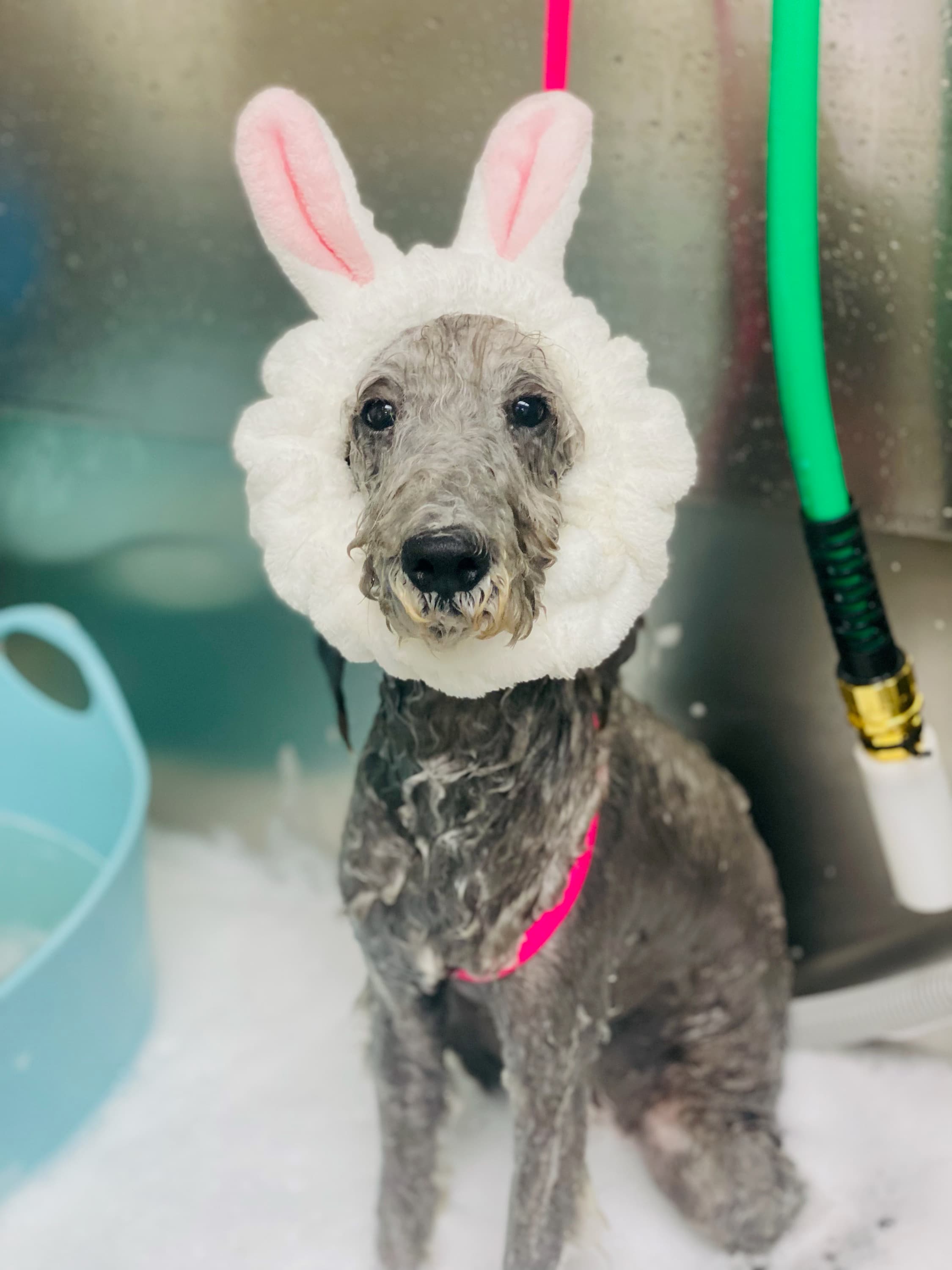 Tilt Pet Spa - Pet groomer in San Francisco, CA