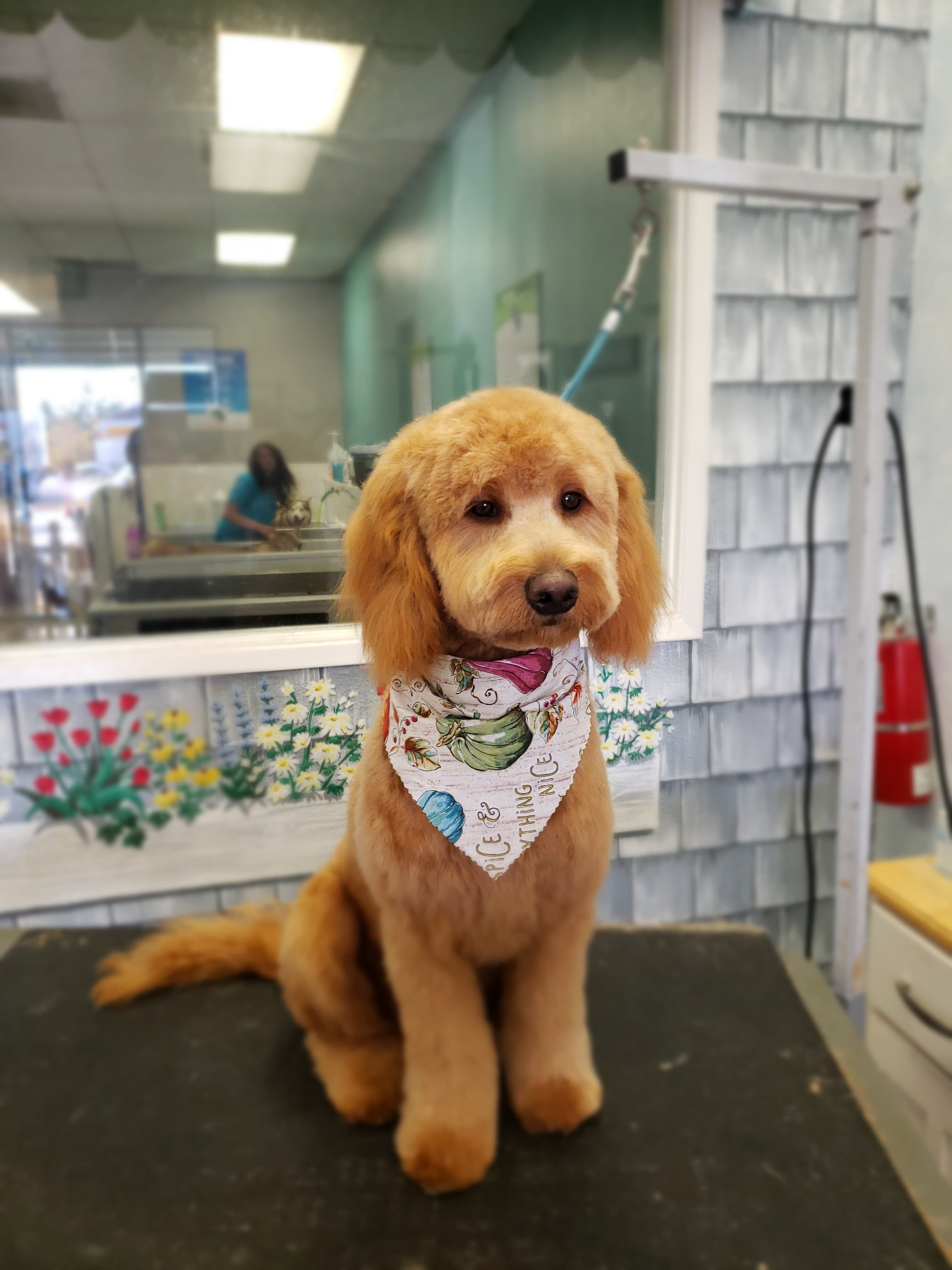 Dirty Paws Pet Wash - Pet groomer in San Diego, CA