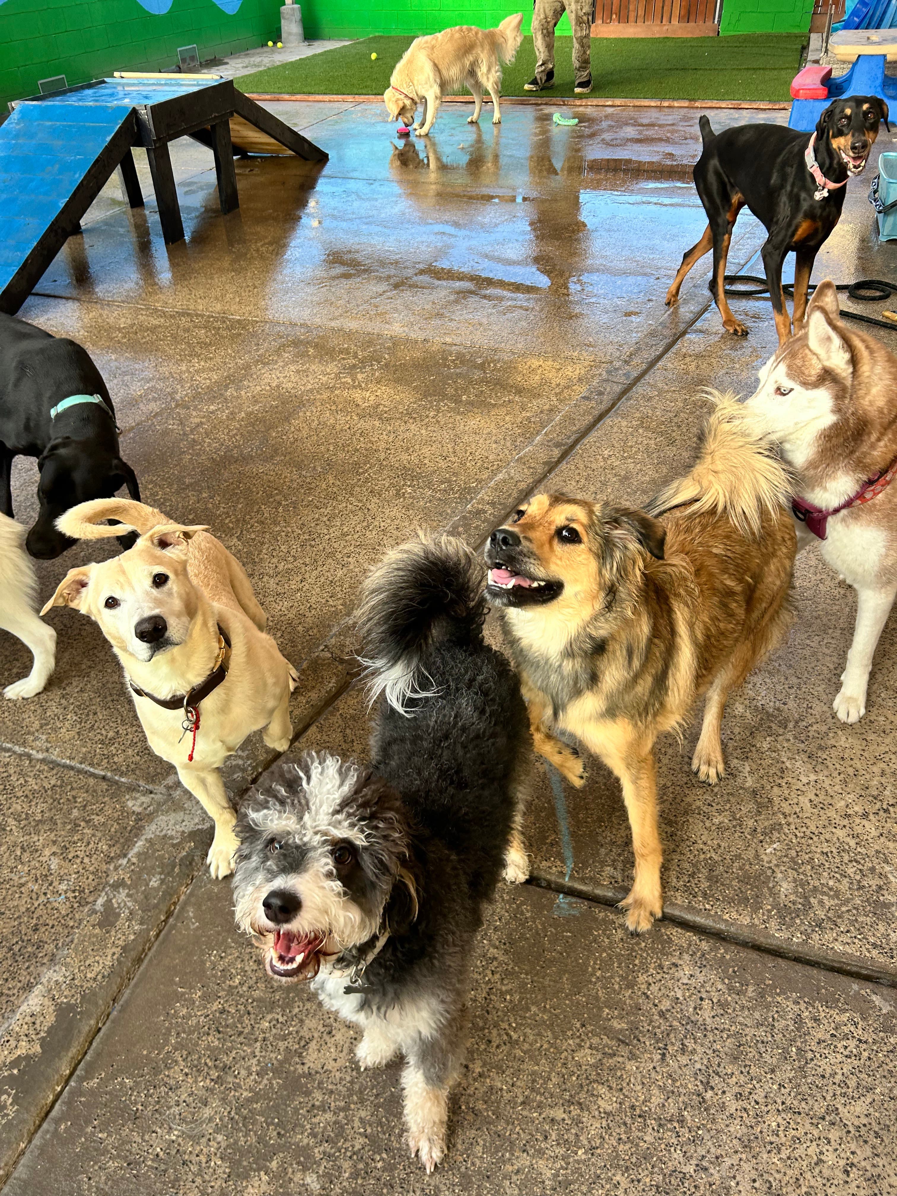 Wiggles and Wags Pet Resort - Pet groomer in Tempe, AZ