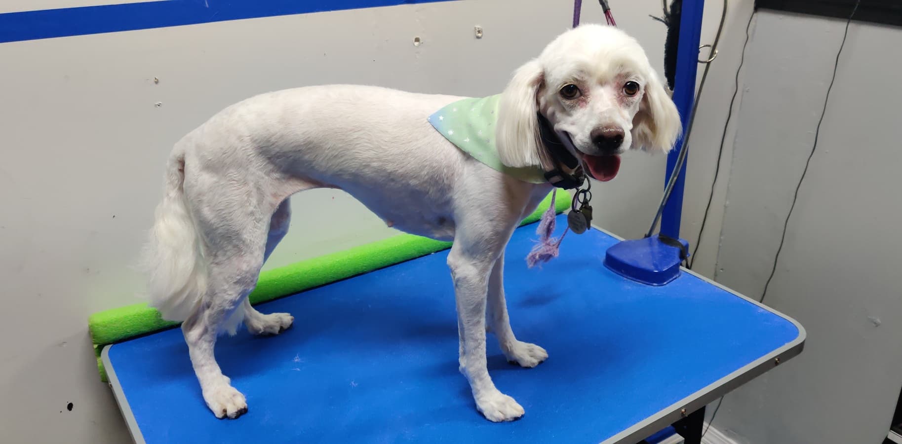 DOGGY DIP & CLIP - Pet groomer in Houston, TX