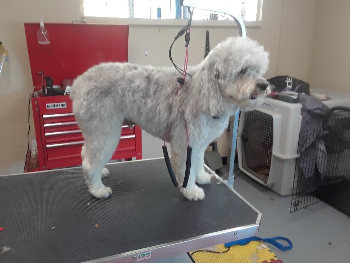Angela's Pet Grooming - Pet groomer in Cincinnati, OH