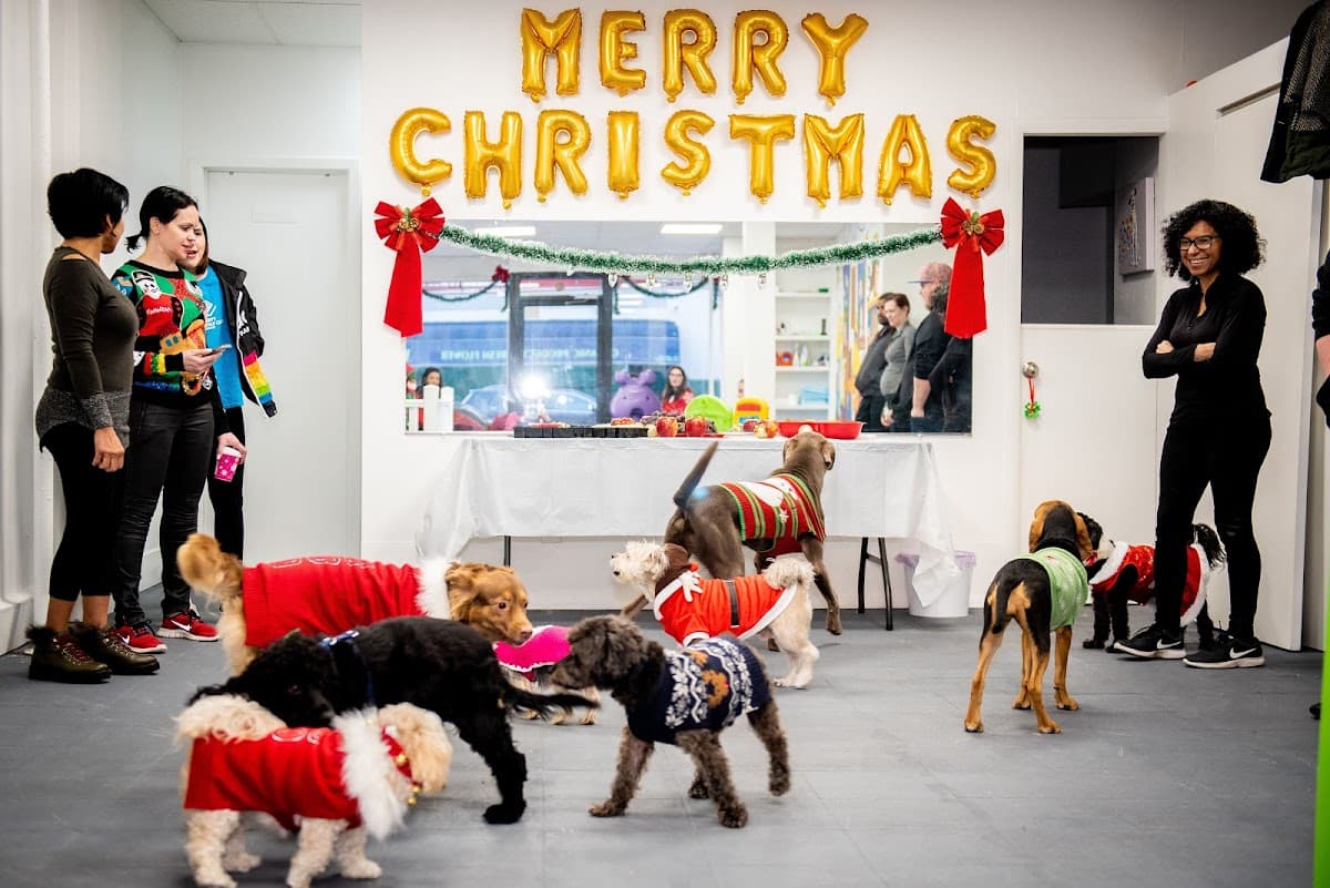 Vivi Pet Care - Pet groomer in Astoria, NY