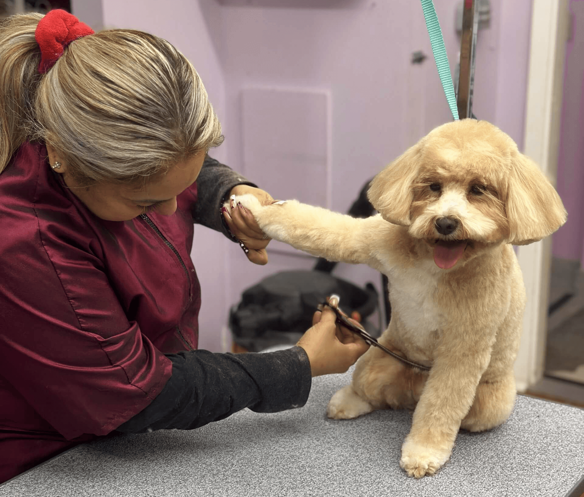 The Dog House Pet Salon - Galleria - Pet groomer in Houston, TX