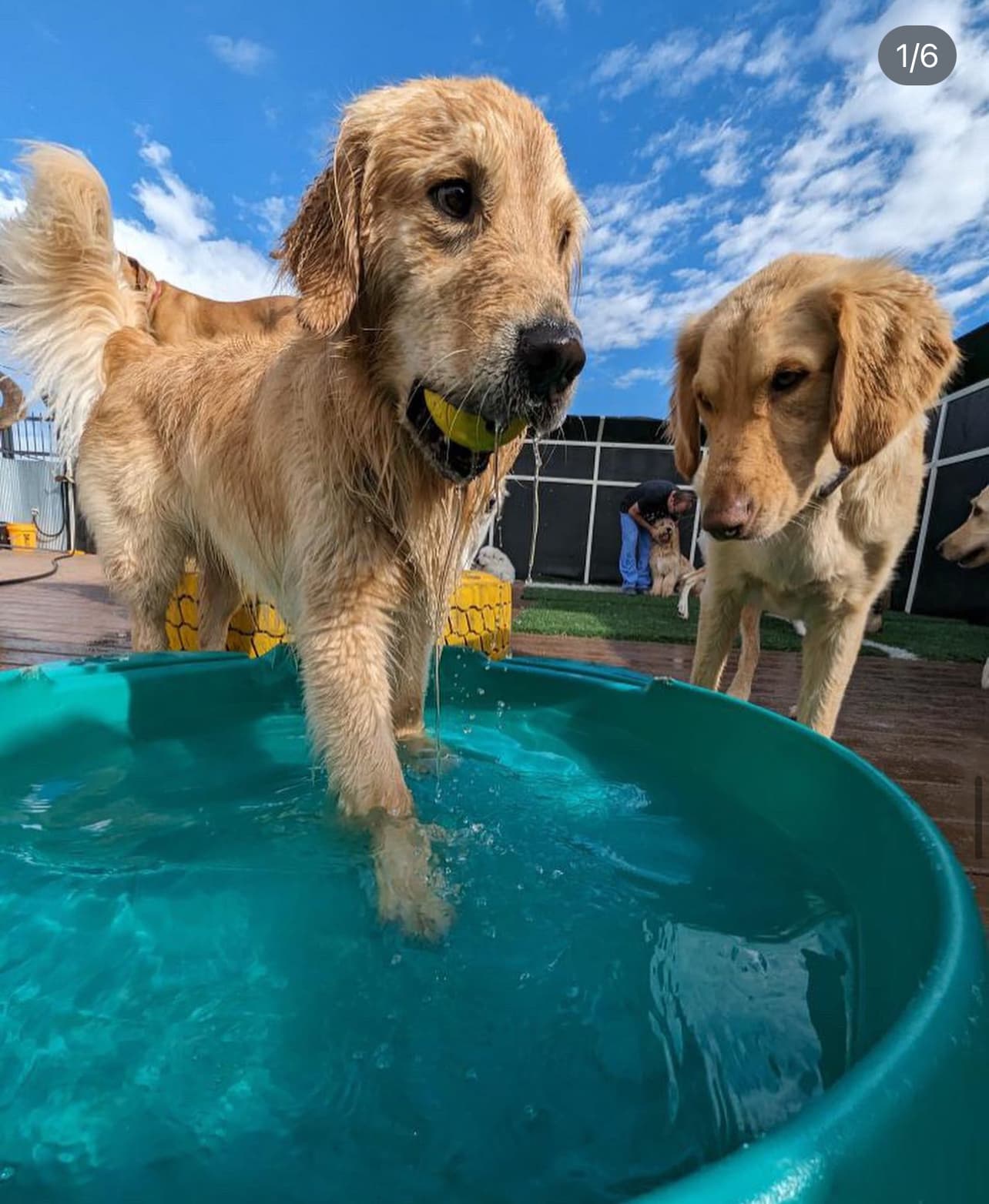 Colorado Canine Club - Pet groomer in Denver, CO