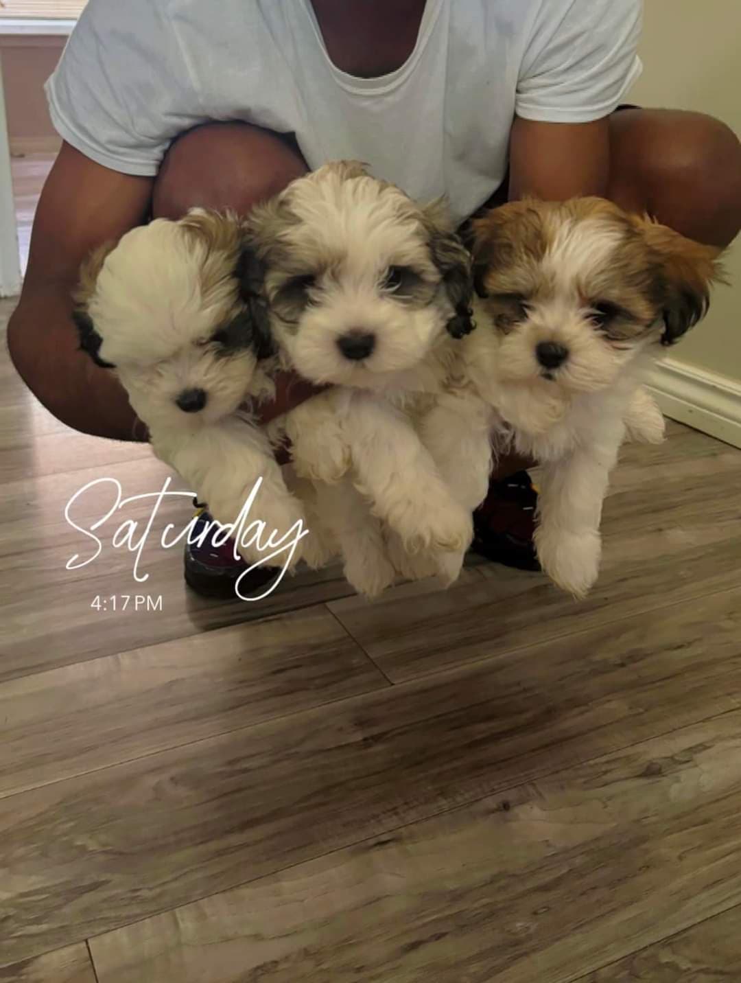 Furever Pups multipoos and maltese - Pet groomer in Detroit, MI