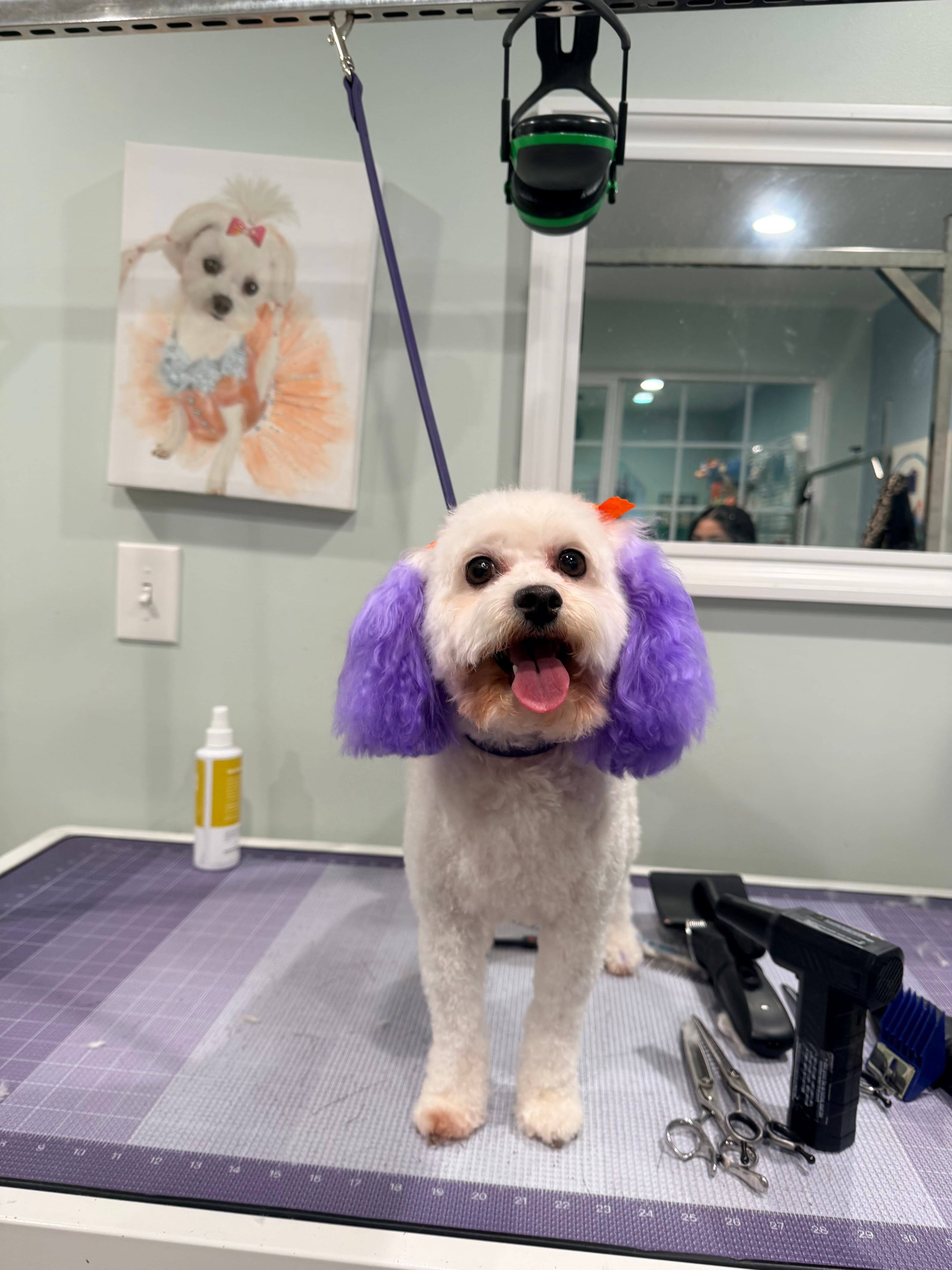 Maryâs Professional Pet Grooming LLC - Pet groomer in Glendale, AZ