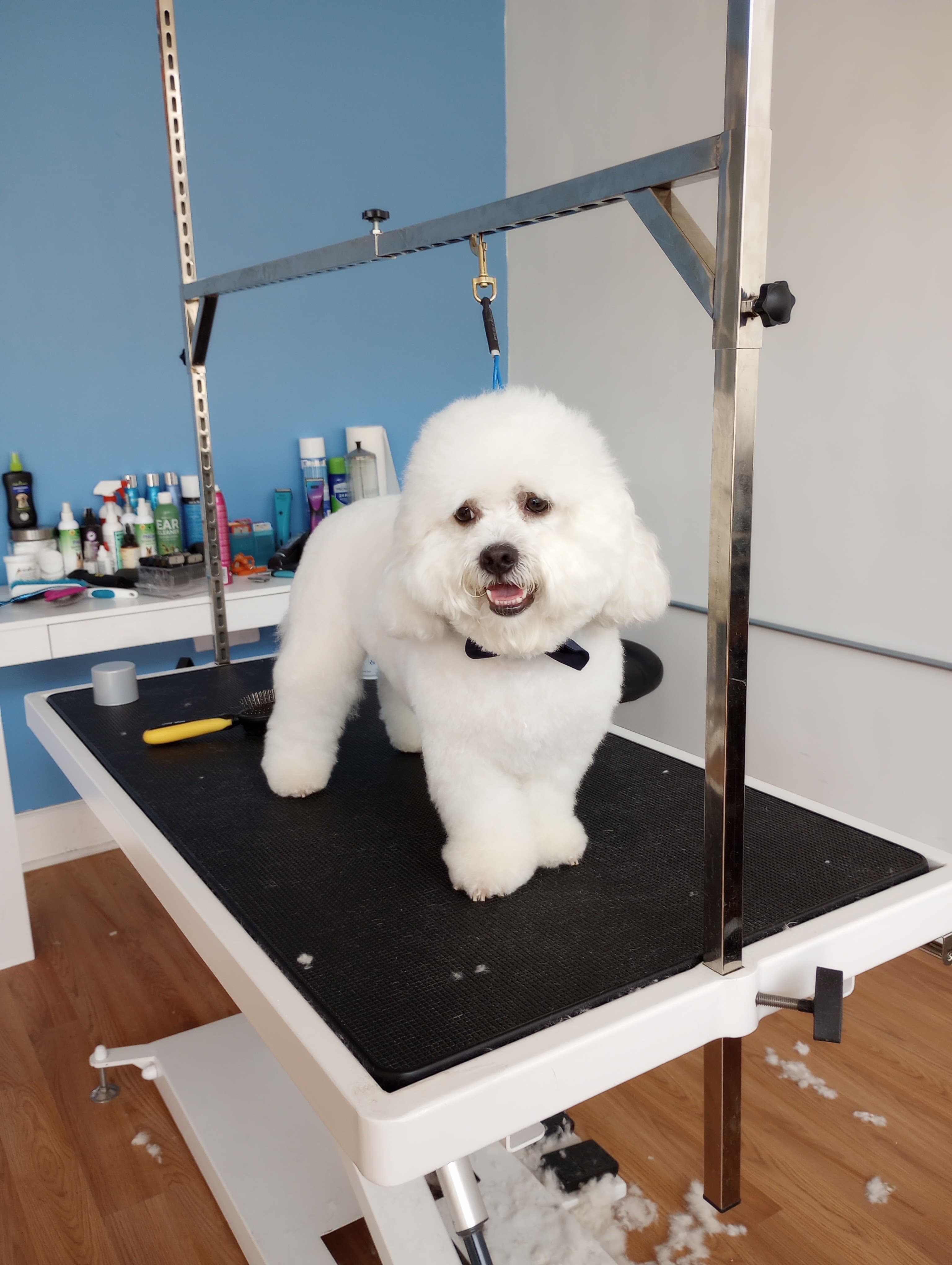 Bubbles In A Tub Dog Grooming - Pet groomer in Chicago, IL