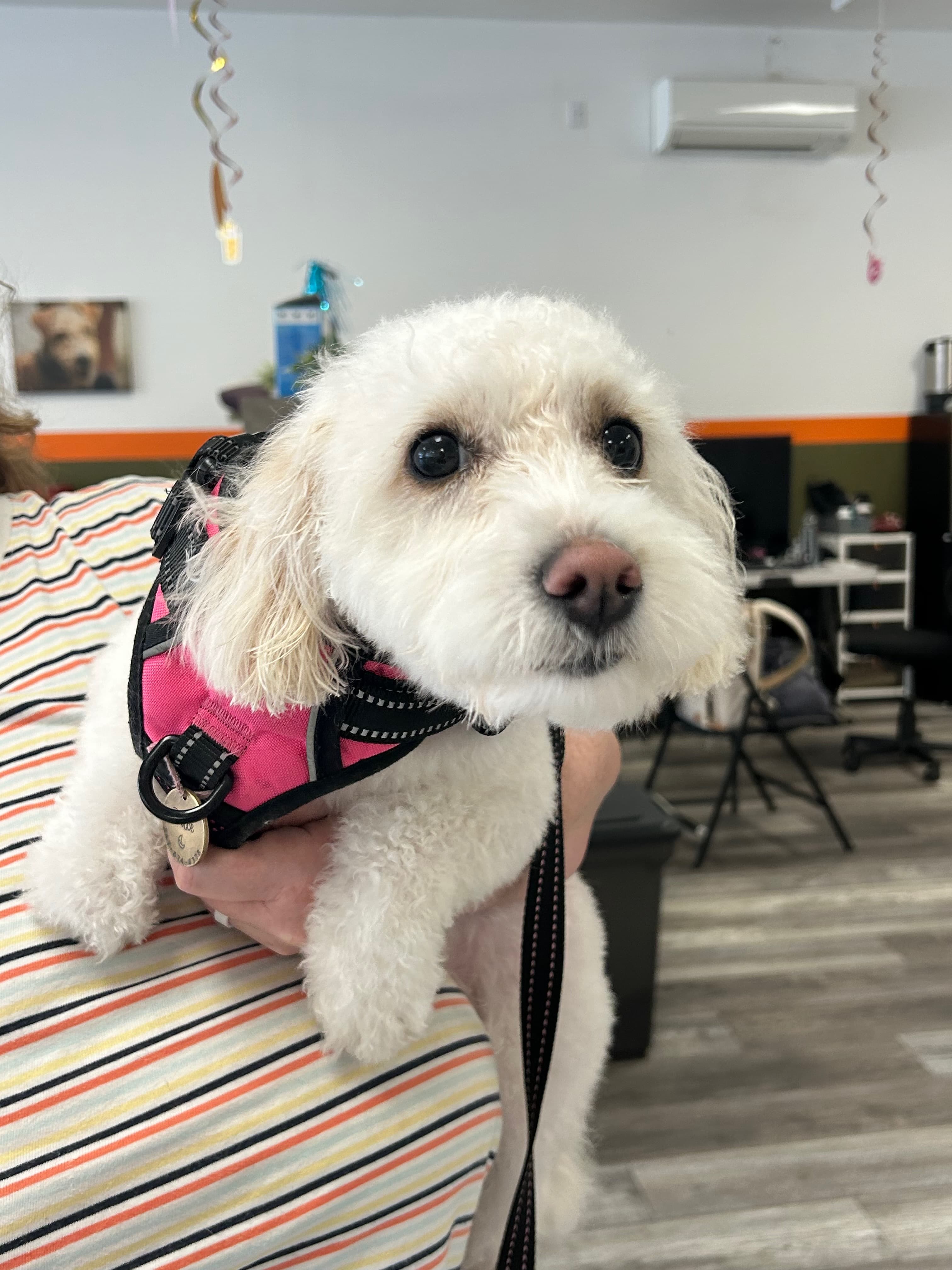 Paws & Rec Inc. - Pet groomer in Brooklyn, NY