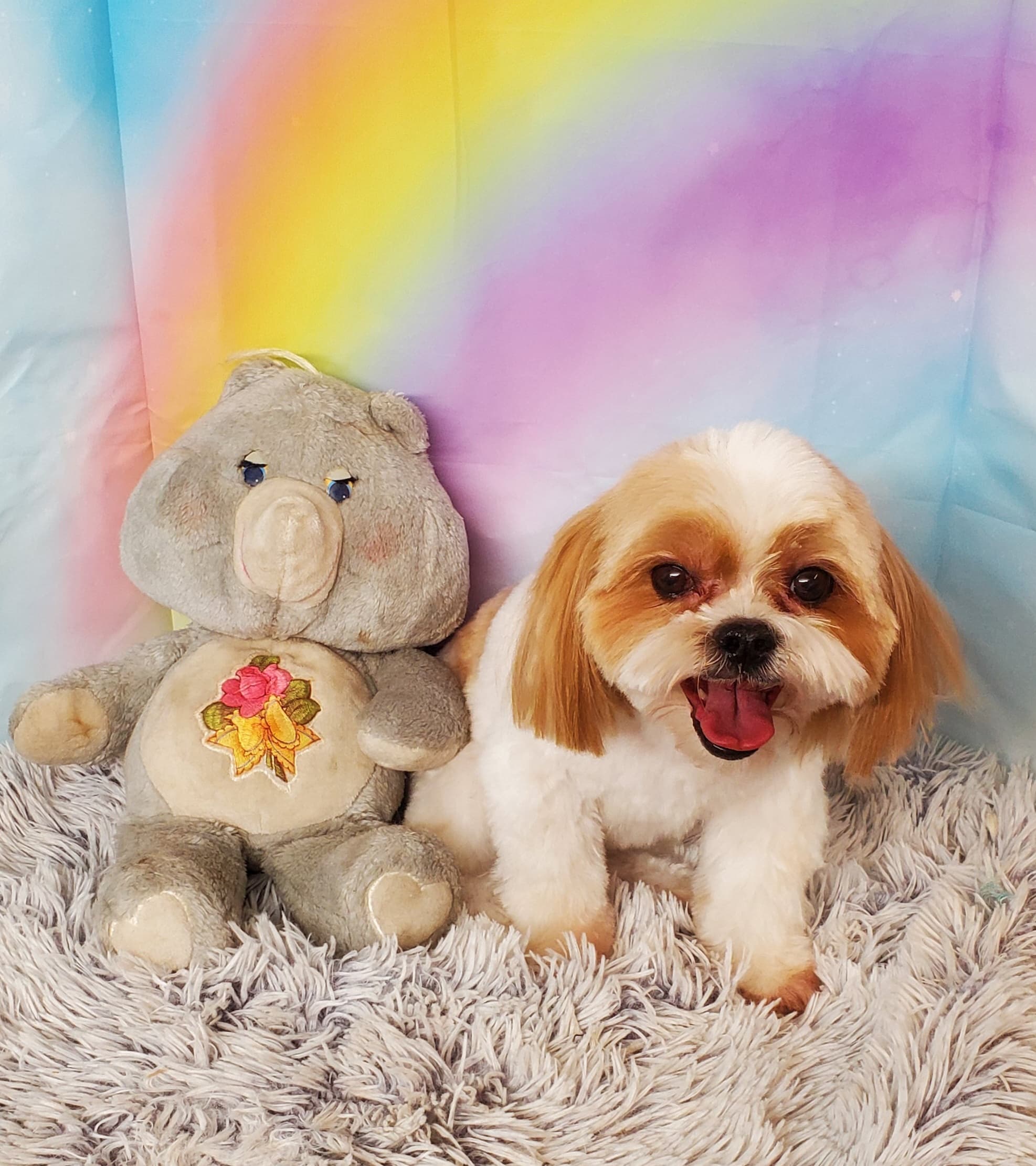 Pampered and Petite Pet Spa - Pet groomer in Phoenix, AZ