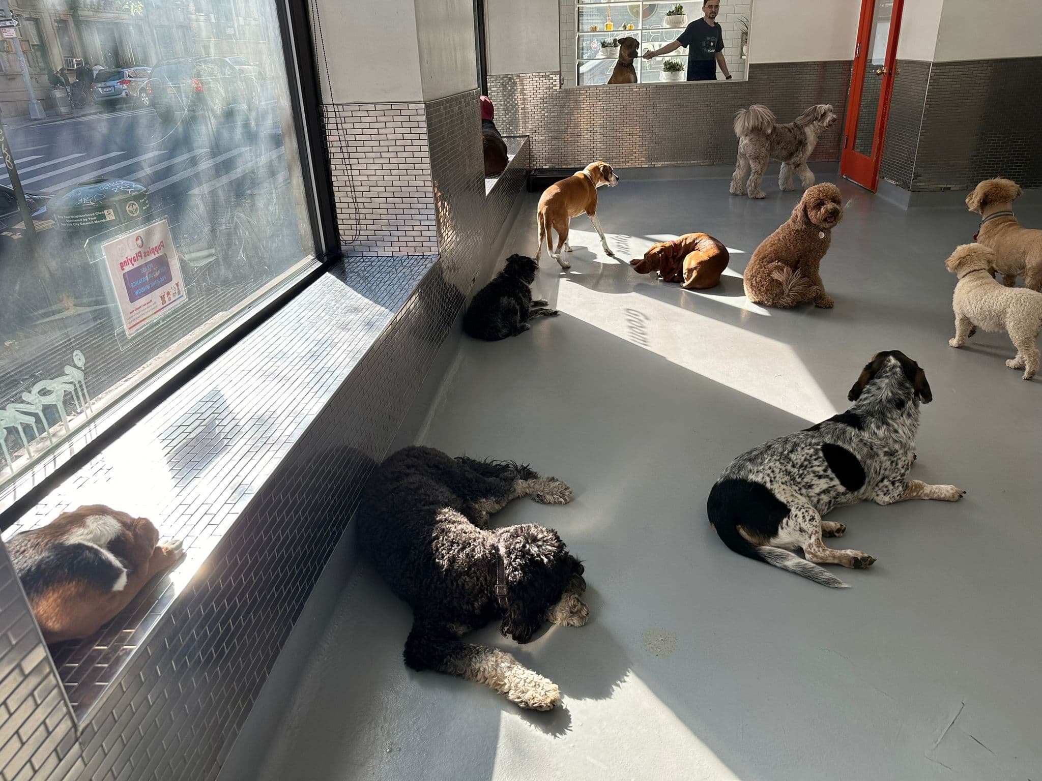 Urban Woof NYC - 95th - Pet groomer in New York, NY