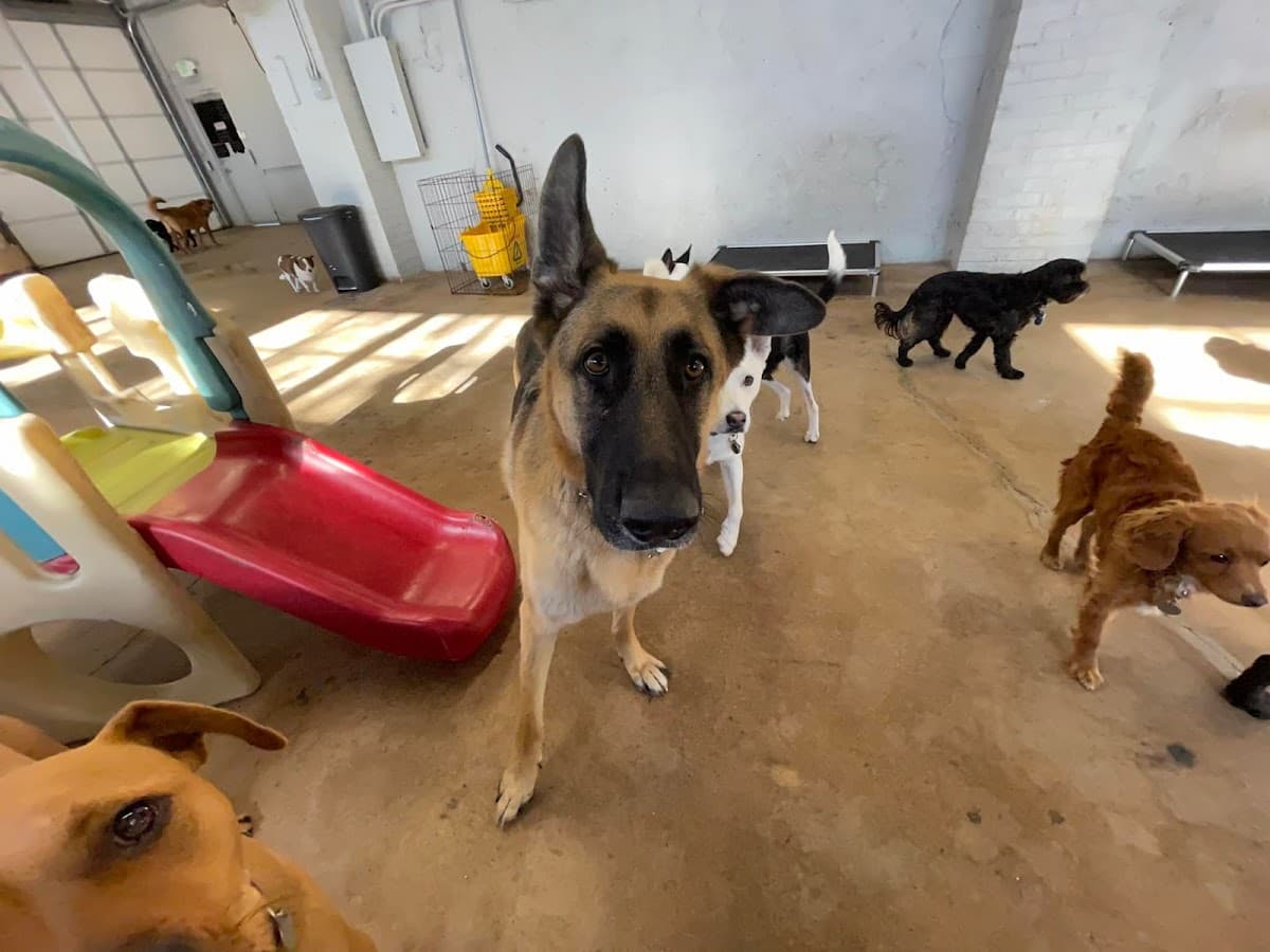 Bark and Play Denver Dog Daycare and Boarding - Pet groomer in Denver, CO