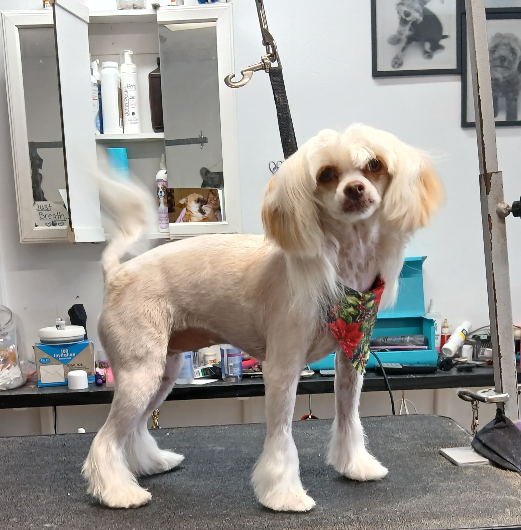 Angel Paws Pet Grooming - Pet groomer in Sunrise, FL